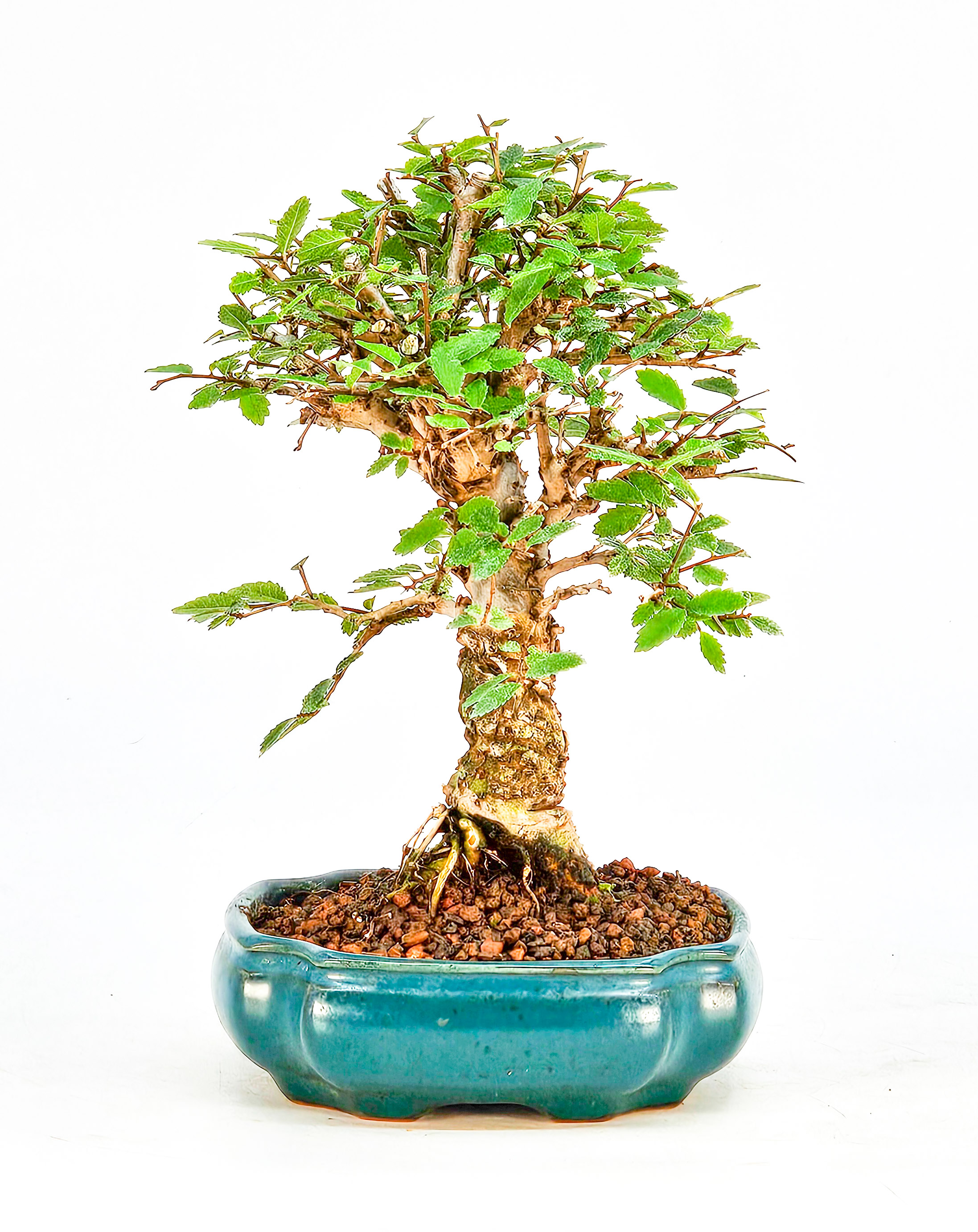 Bonsai Japanische Ulme - Ulmus parvifolia Shohin 16cm  