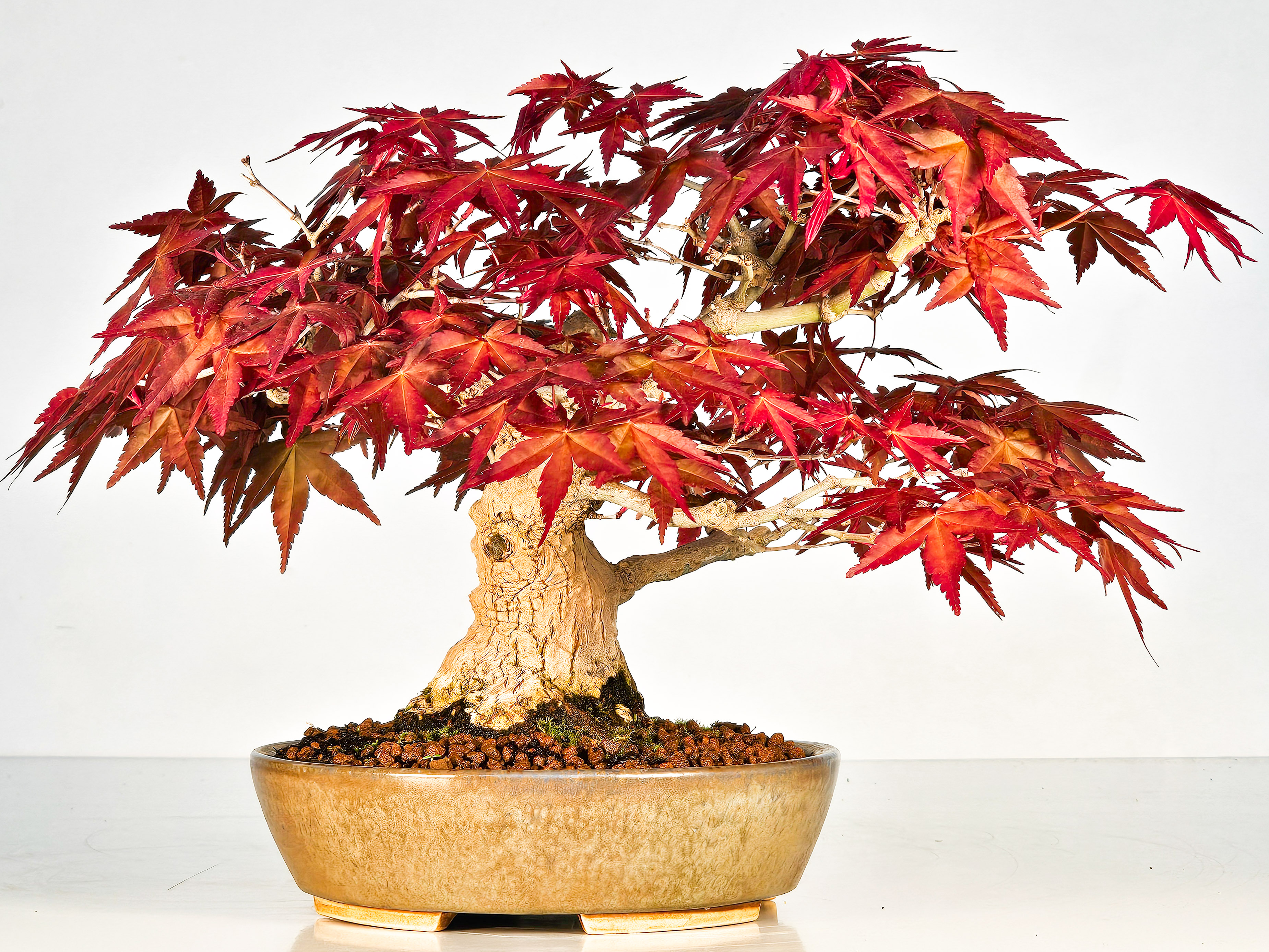 Bonsai Fächerahorn Acer palmatum Deshojo Shohin 17cm 
