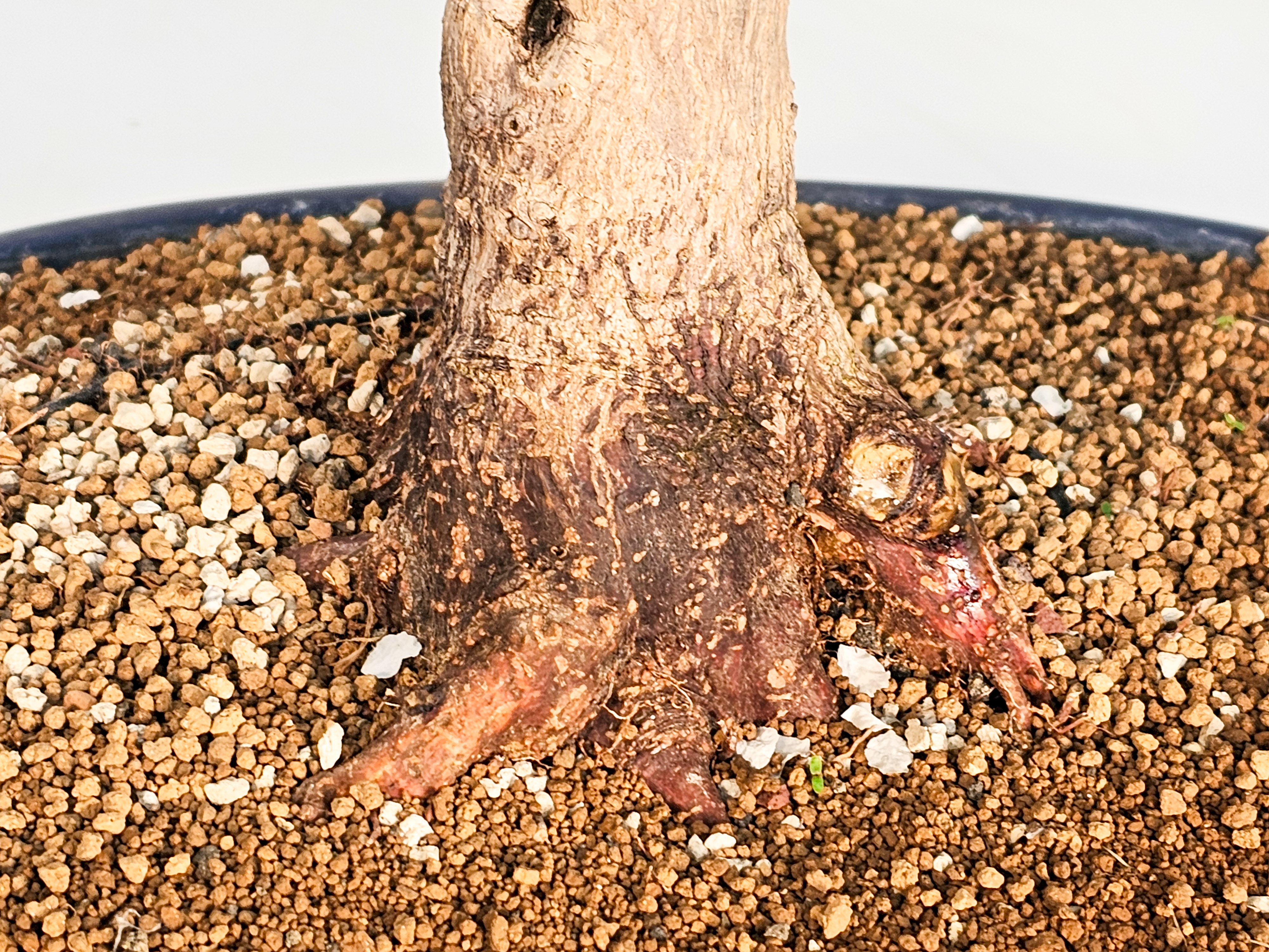 Bonsai Japanischer Ahorn - Acer japonicum 60cm 