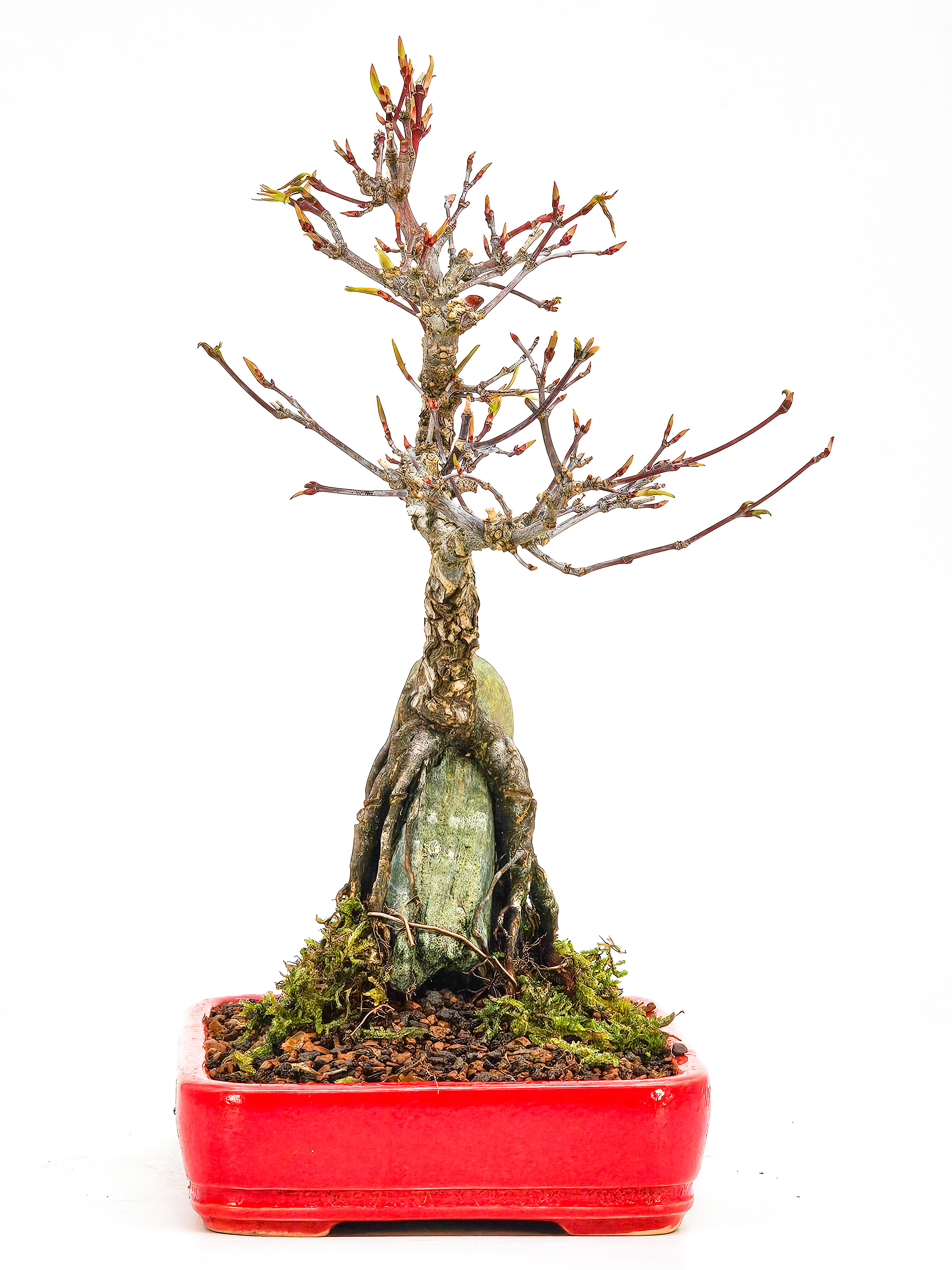 Bonsai Fächerahorn - Acer palmatum Arakawa 25cm  