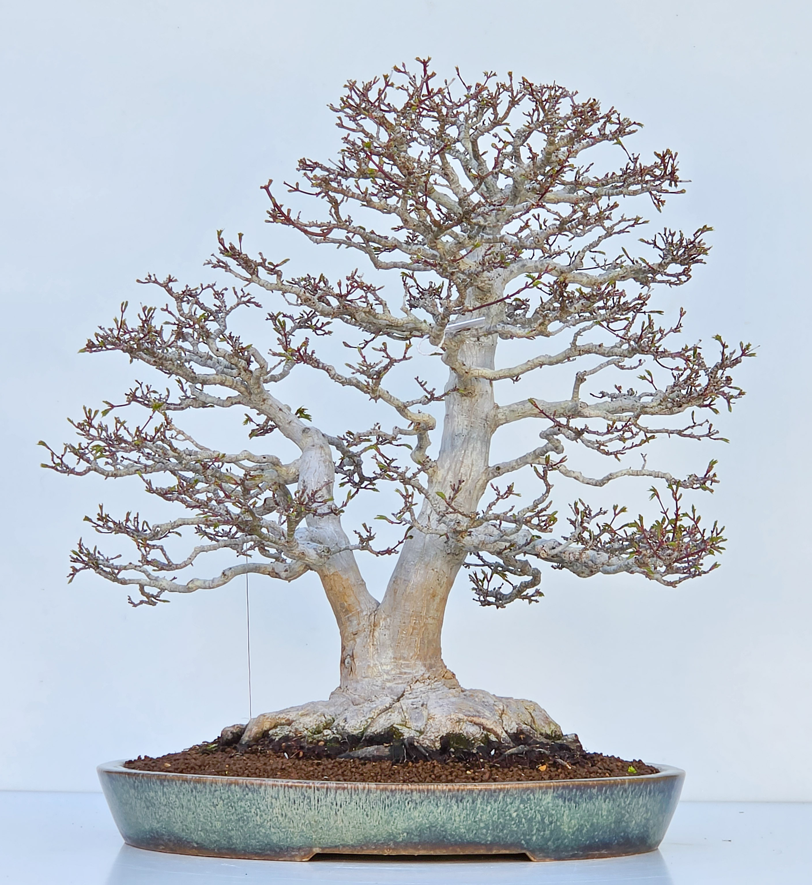Bonsai Premium Löwenkopfahorn- Acer palmatum Shishigashira 61cm Video!!