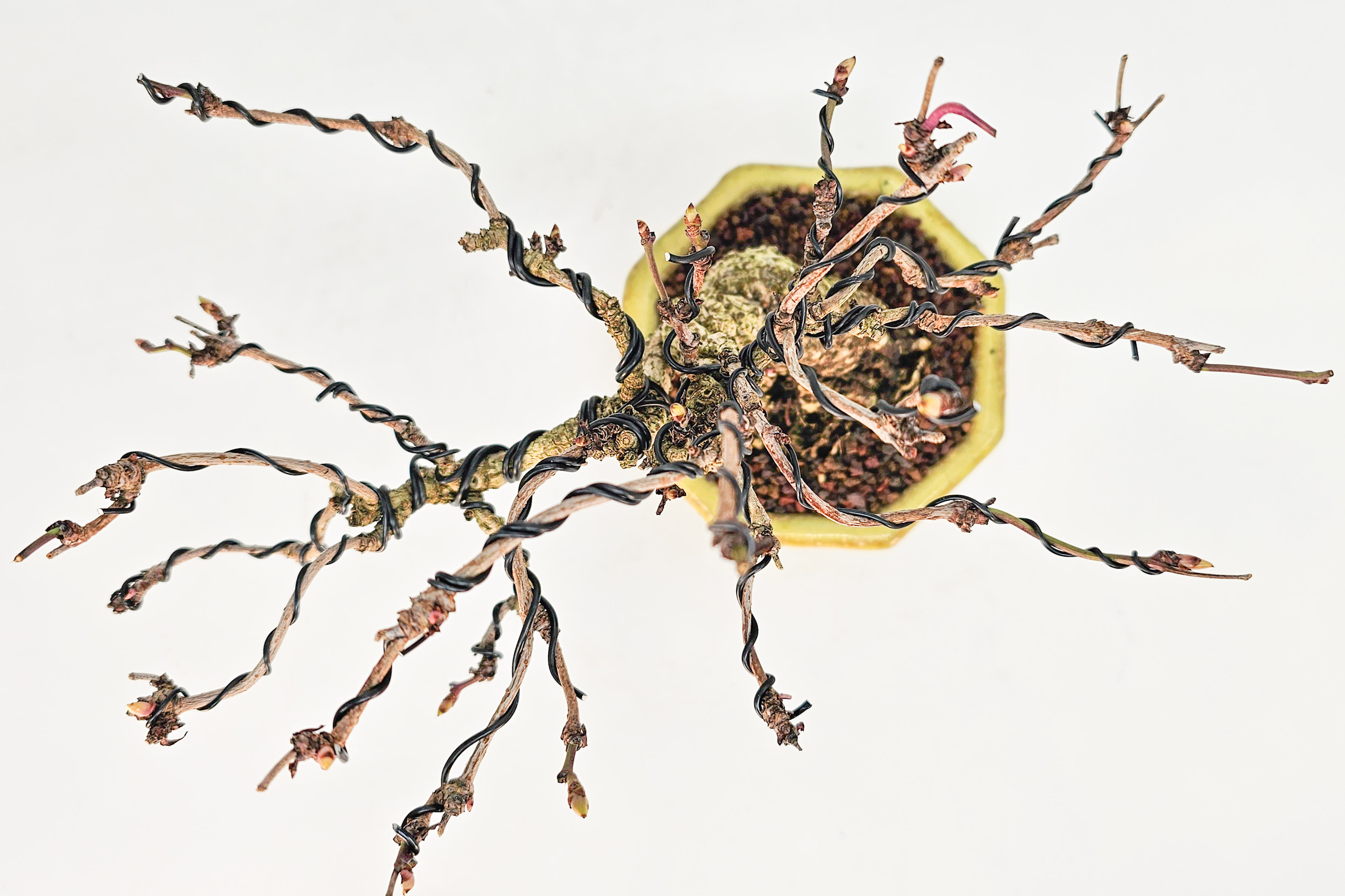 Bonsai Akebia quinata Shohin 20cm