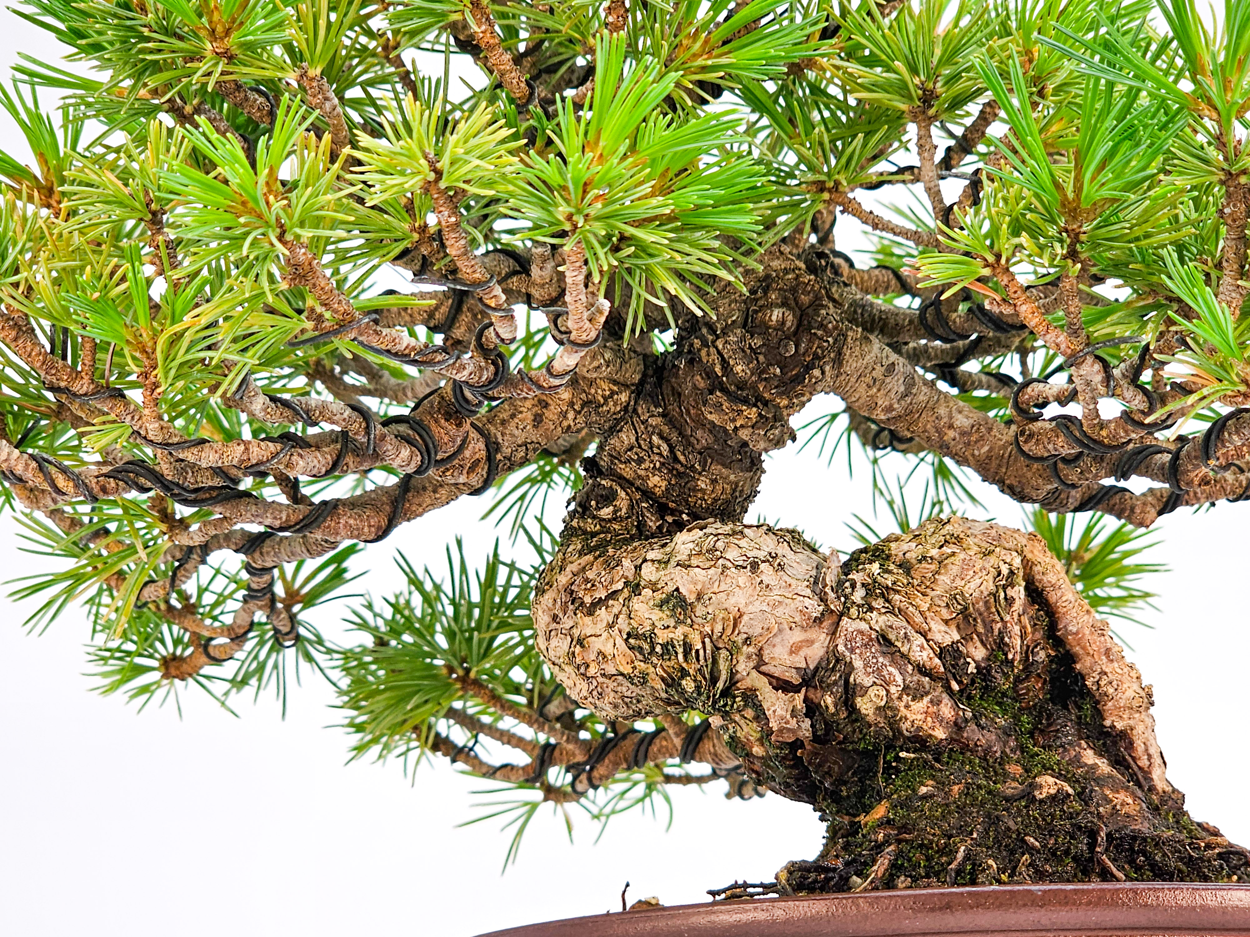Bonsai Pinus parviflora - Mädchenkiefer Shohin 17,5cm