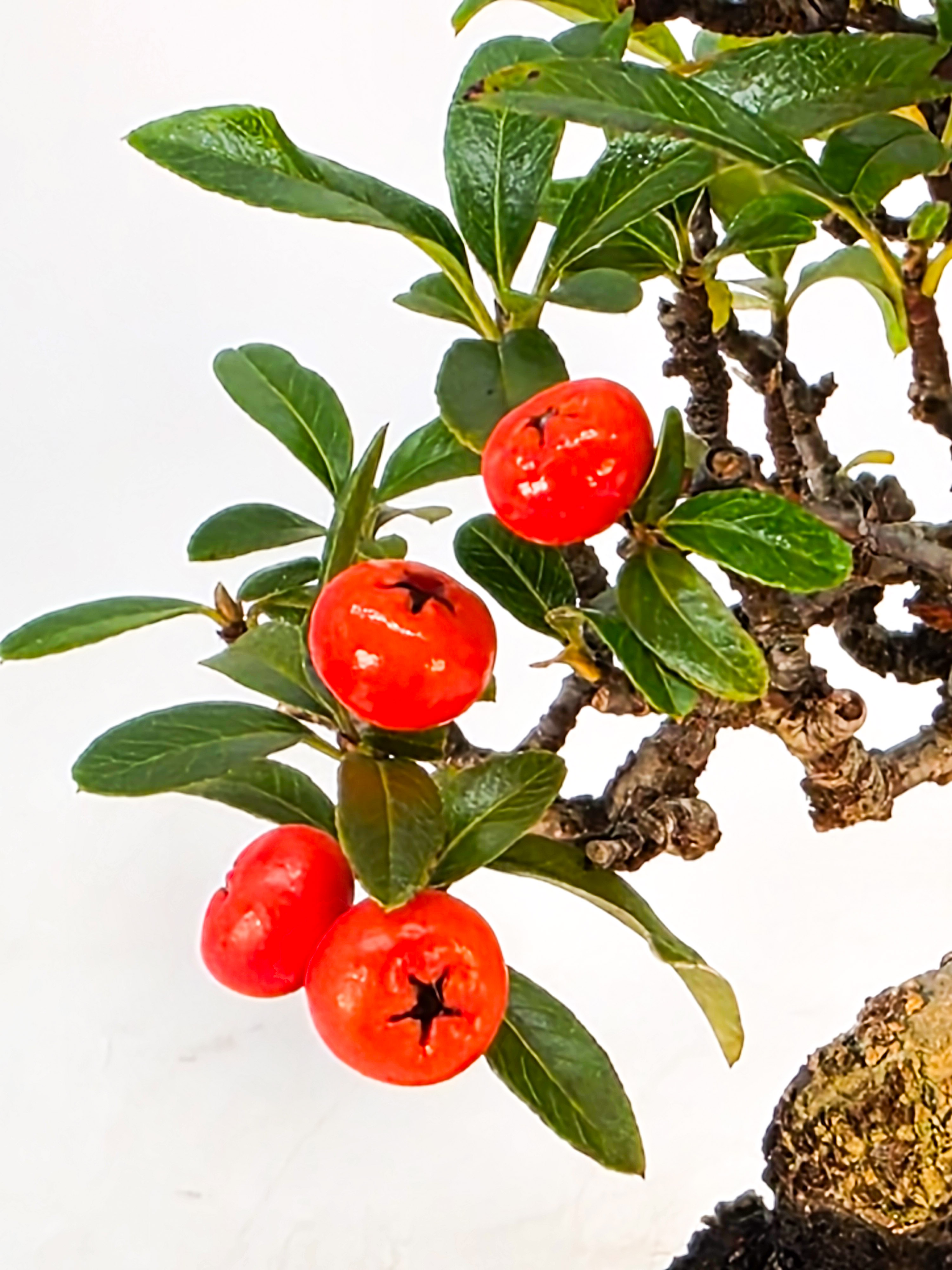 Bonsai Pyracantha - Feuerdorn Shohin 14cm