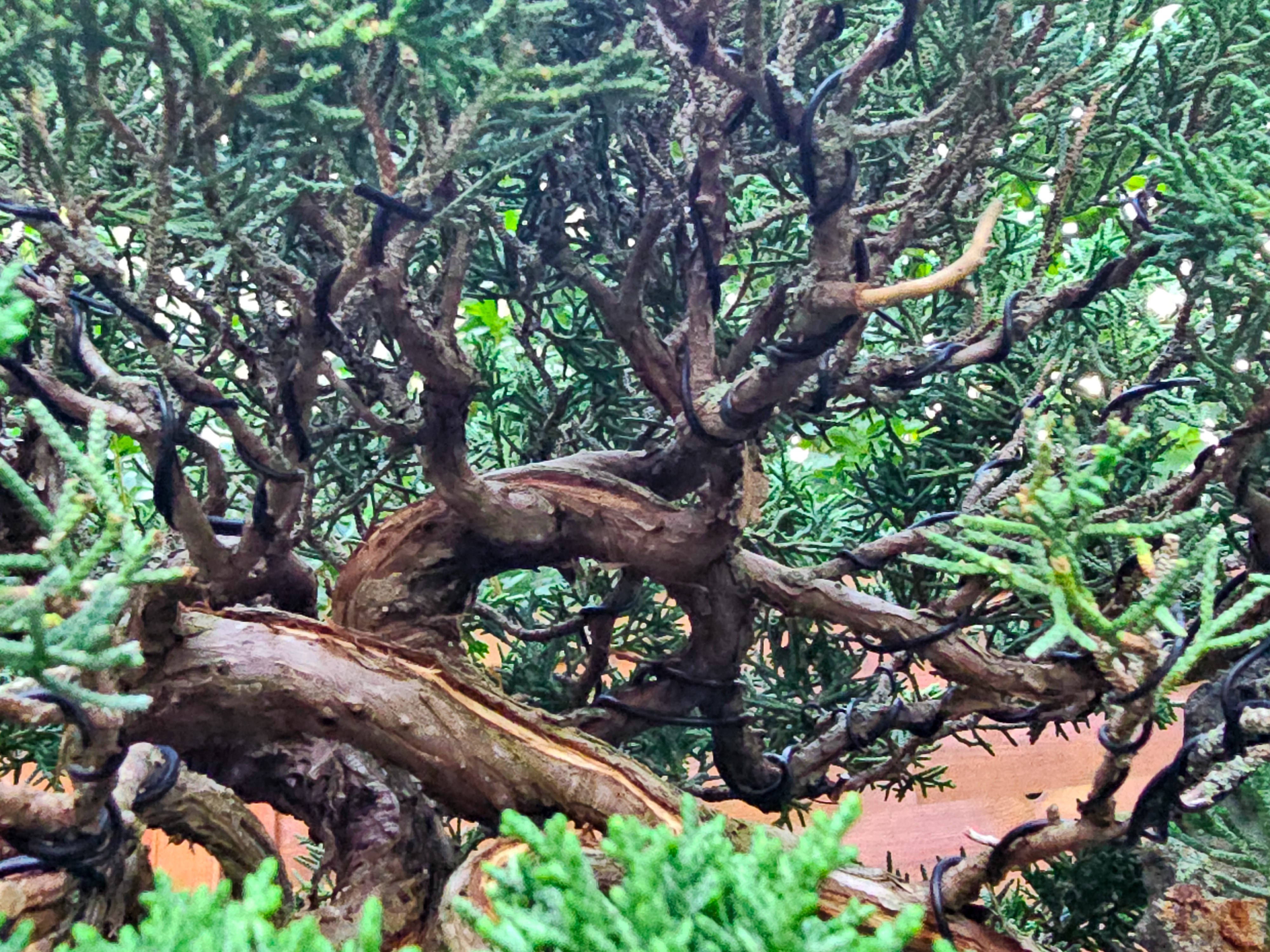 Bonsai Wacholder Juniperus chinensis Ishitsuki 72cm Video!! Bonsai Wacholder Juniperus chinensis Ishitsuki 72cm Video!!