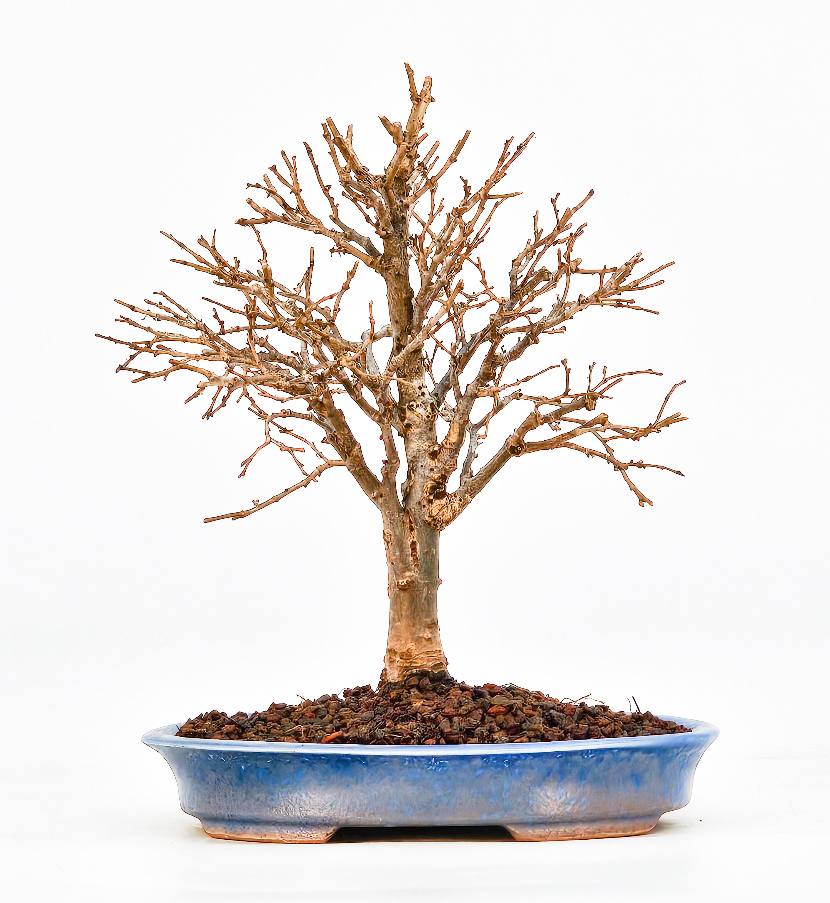 Bonsai Zelkova serrata Shohin 15cm