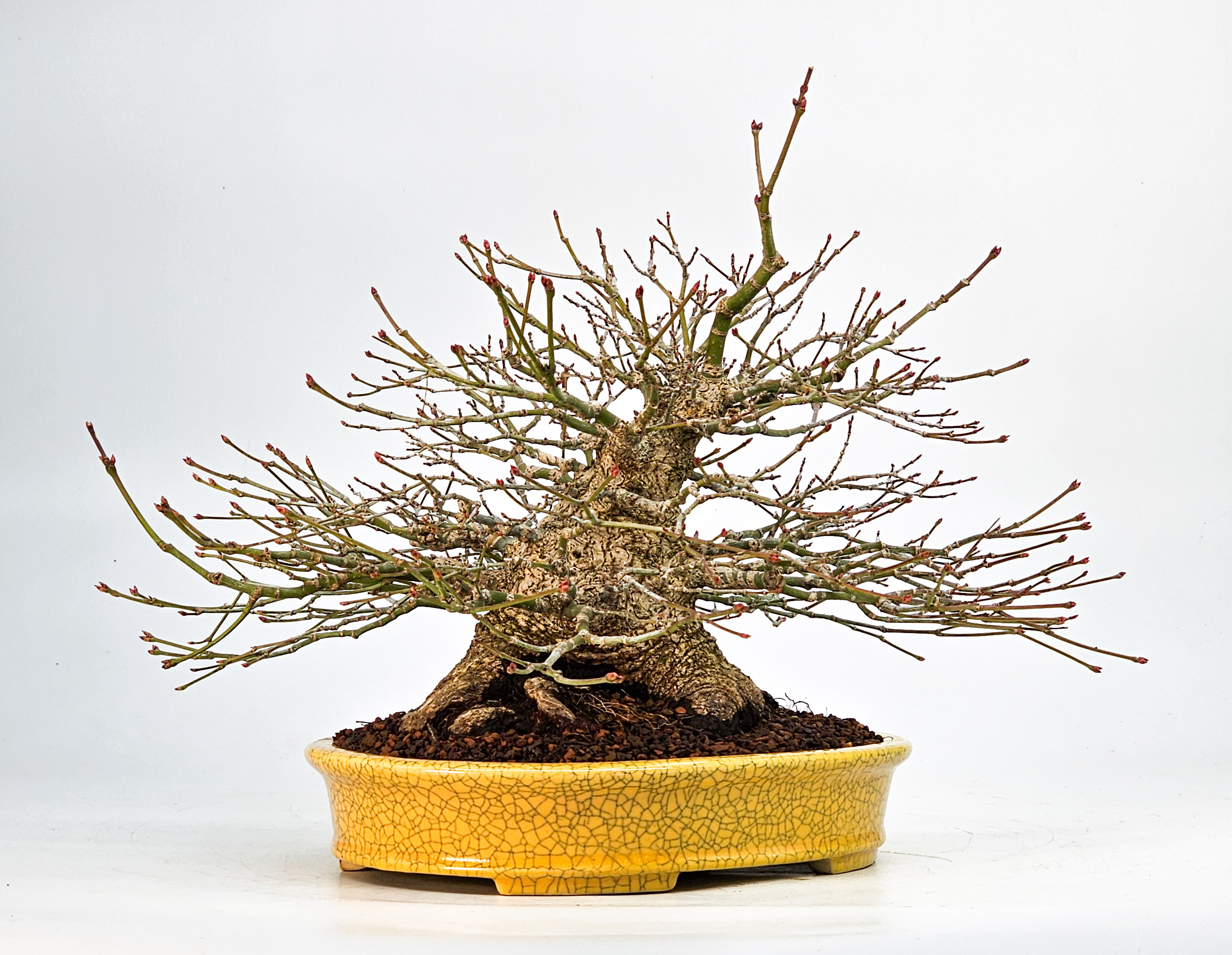 Bonsai Fächerahorn - Acer palmatum Shohin 21cm Video!!