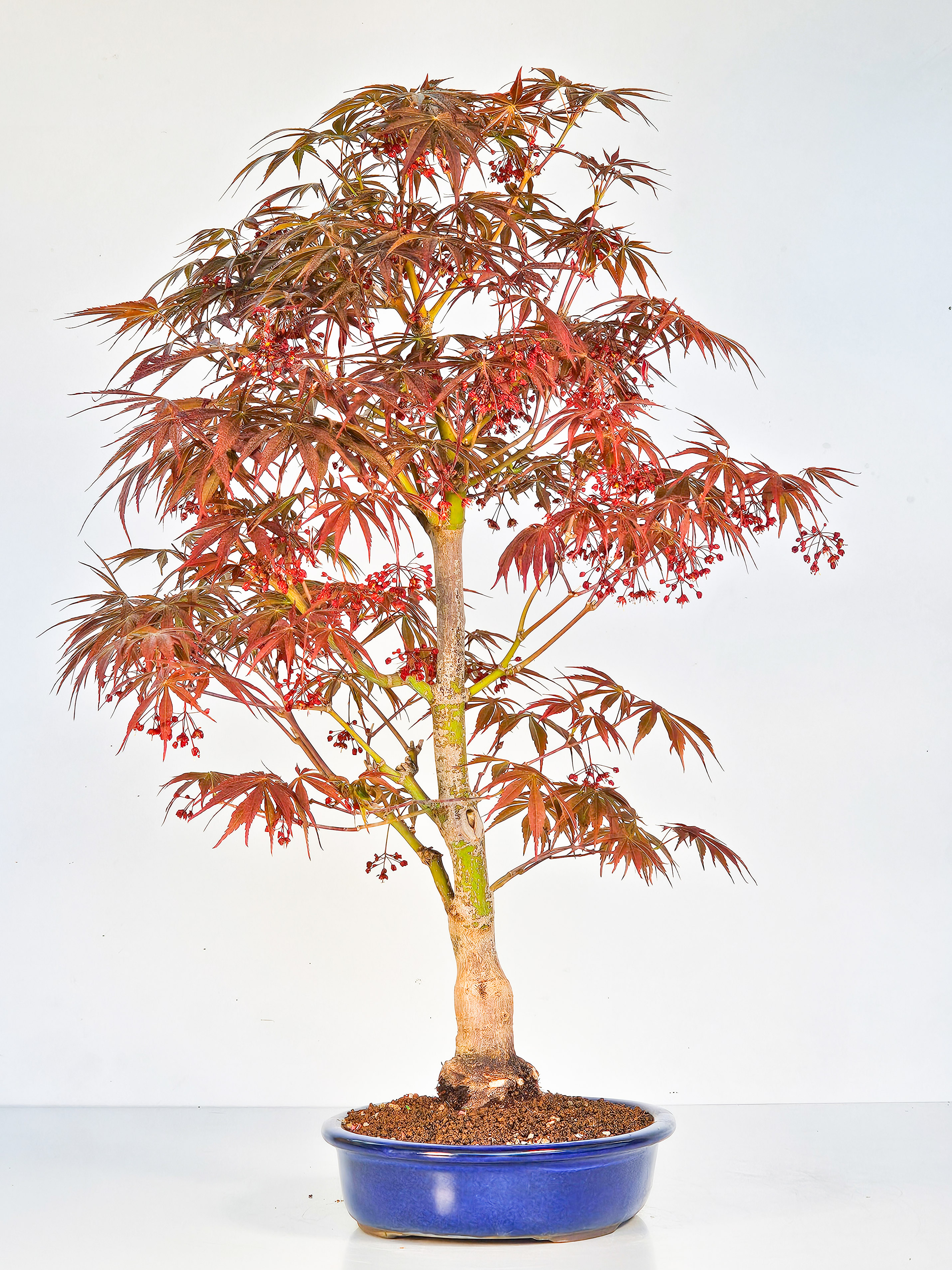 Bonsai Fächerahorn - Acer palmatum Tsuma beni 52cm 