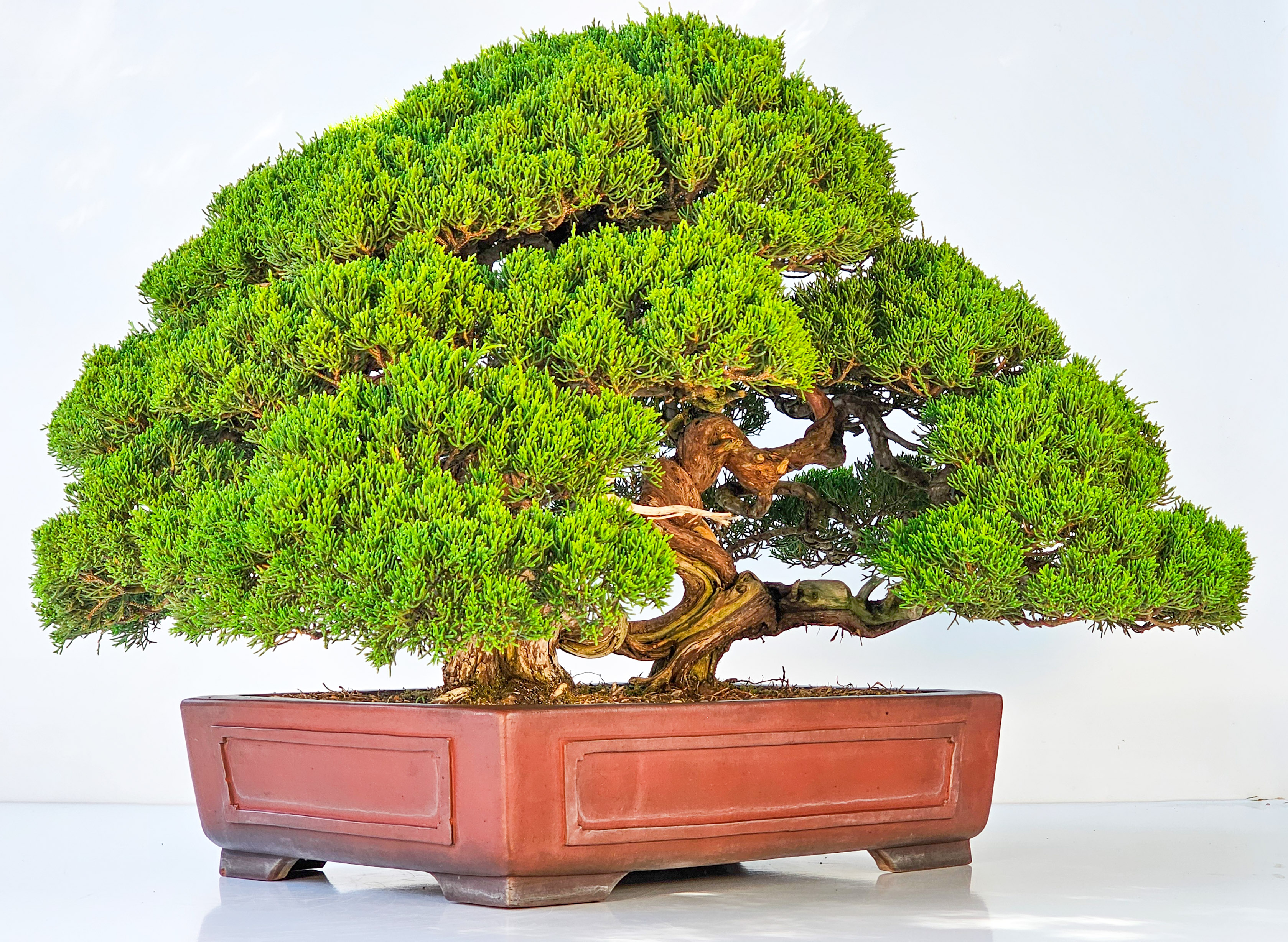 Bonsai Wacholder Juniperus chinensis shimpaku 39 cm Bonsai Wacholder Juniperus chinensis shimpaku 39 cm