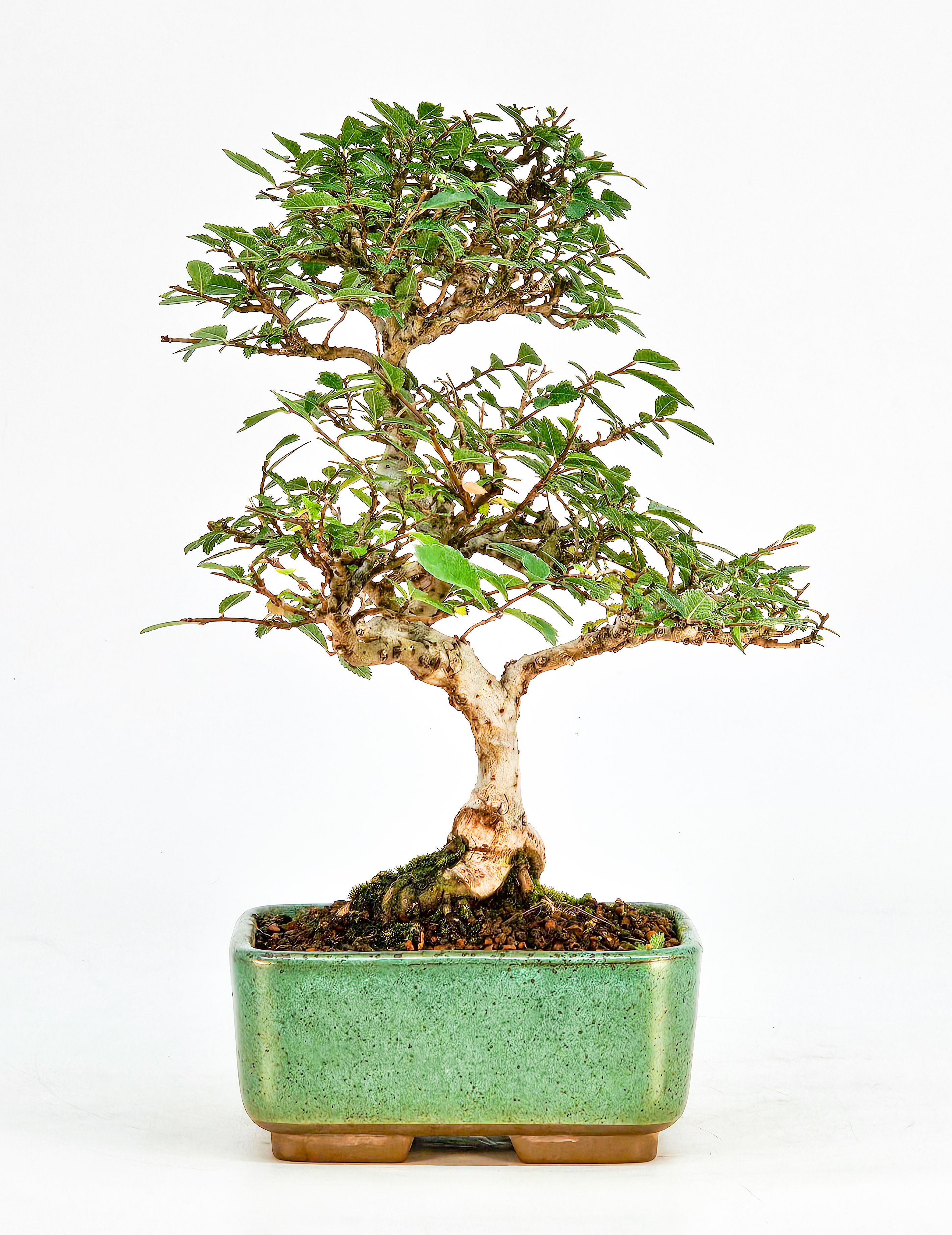 Bonsai Ulmus parvifolia 21cm  