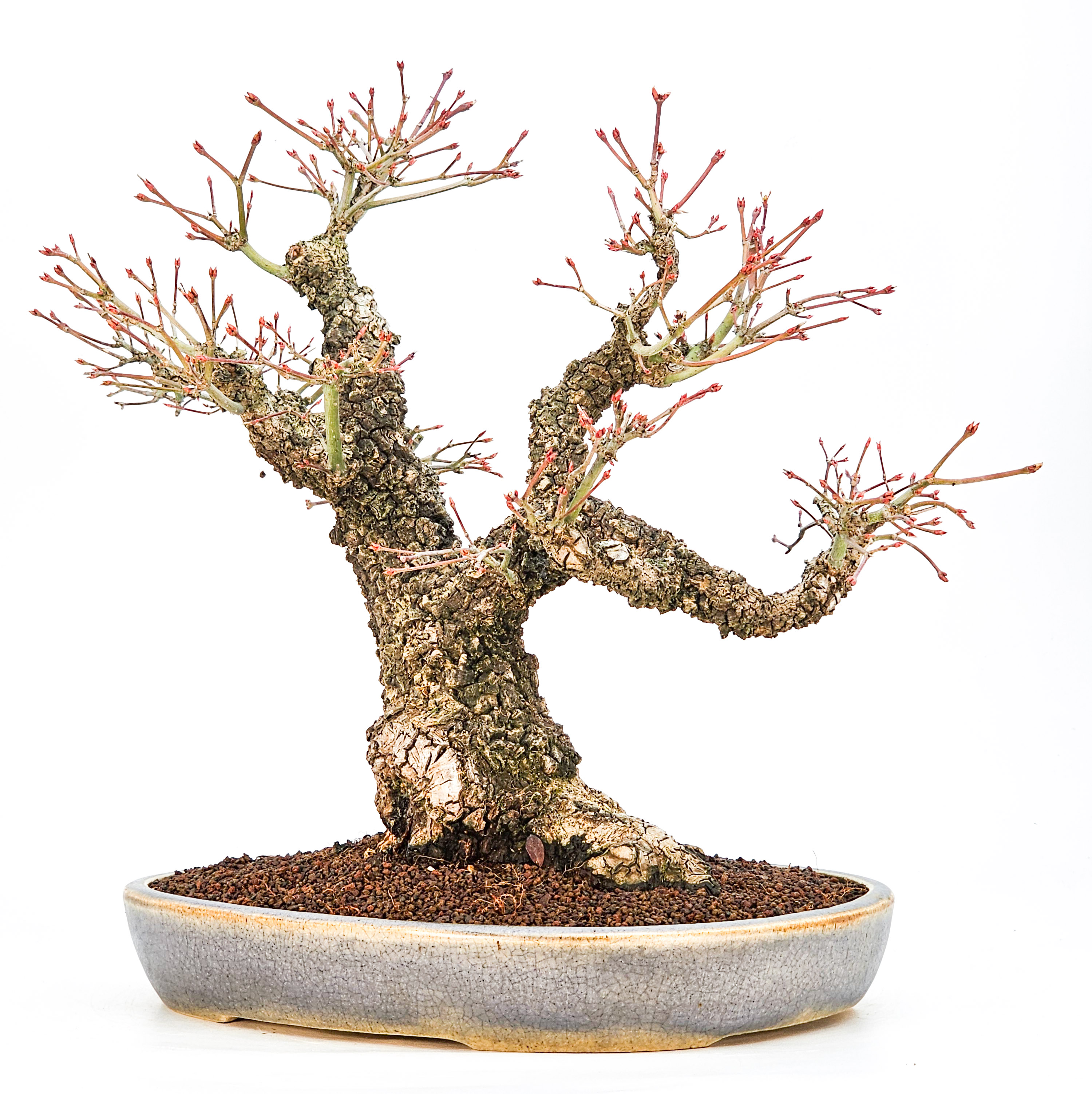 Bonsai Fächerahorn - Acer palmatum Arakawa 37cm - Video!!