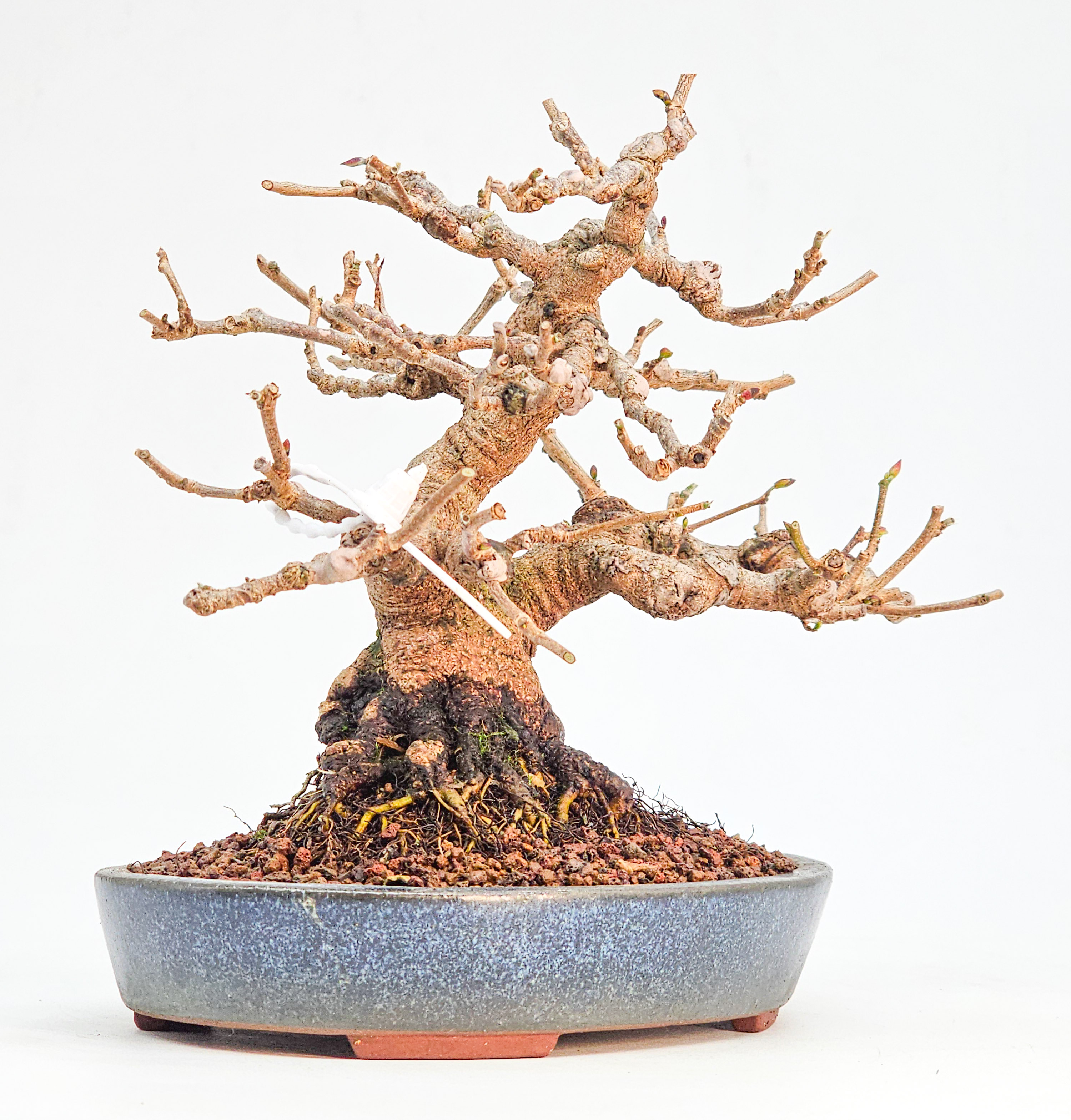 Bonsai Premium Scheinhasel - Corylopsis spicata Shohin 17cm