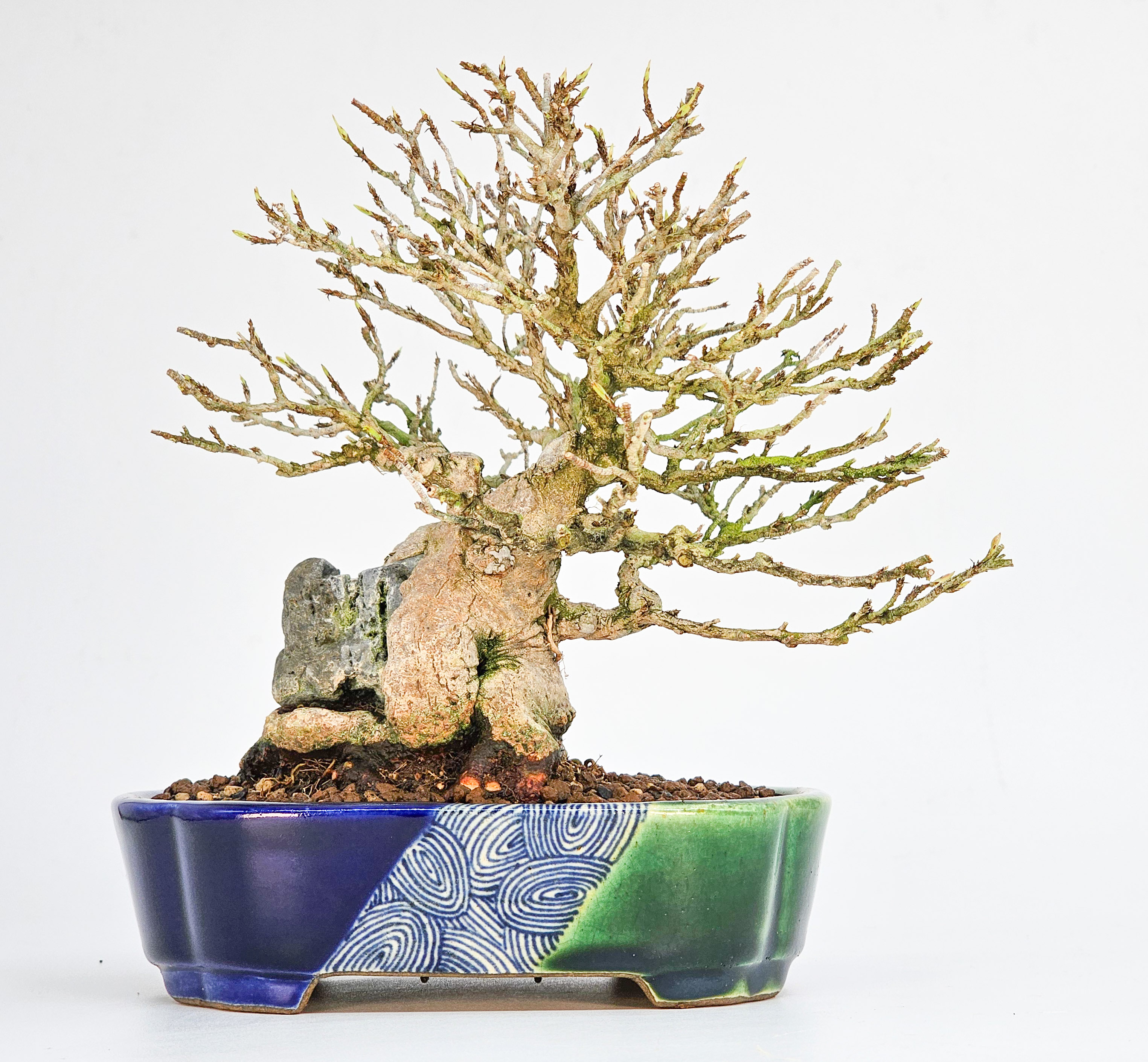 Bonsai Premium Dreispitzahorn - Acer buergerianum Ishizuki Shohin 14,5cm