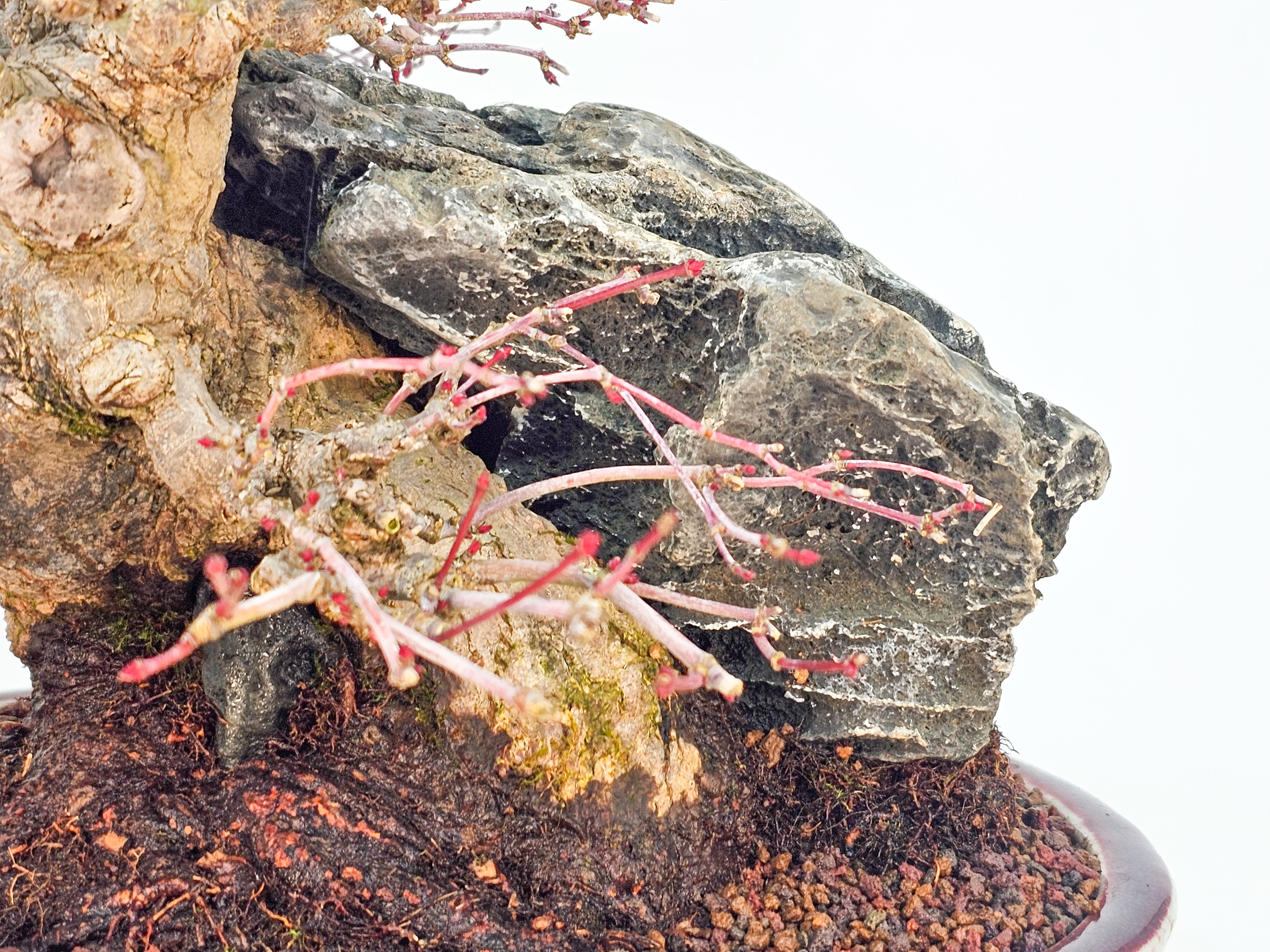 Bonsai Premium Fächerahorn - Acer palmatum Ishizuki Shohin 21cm