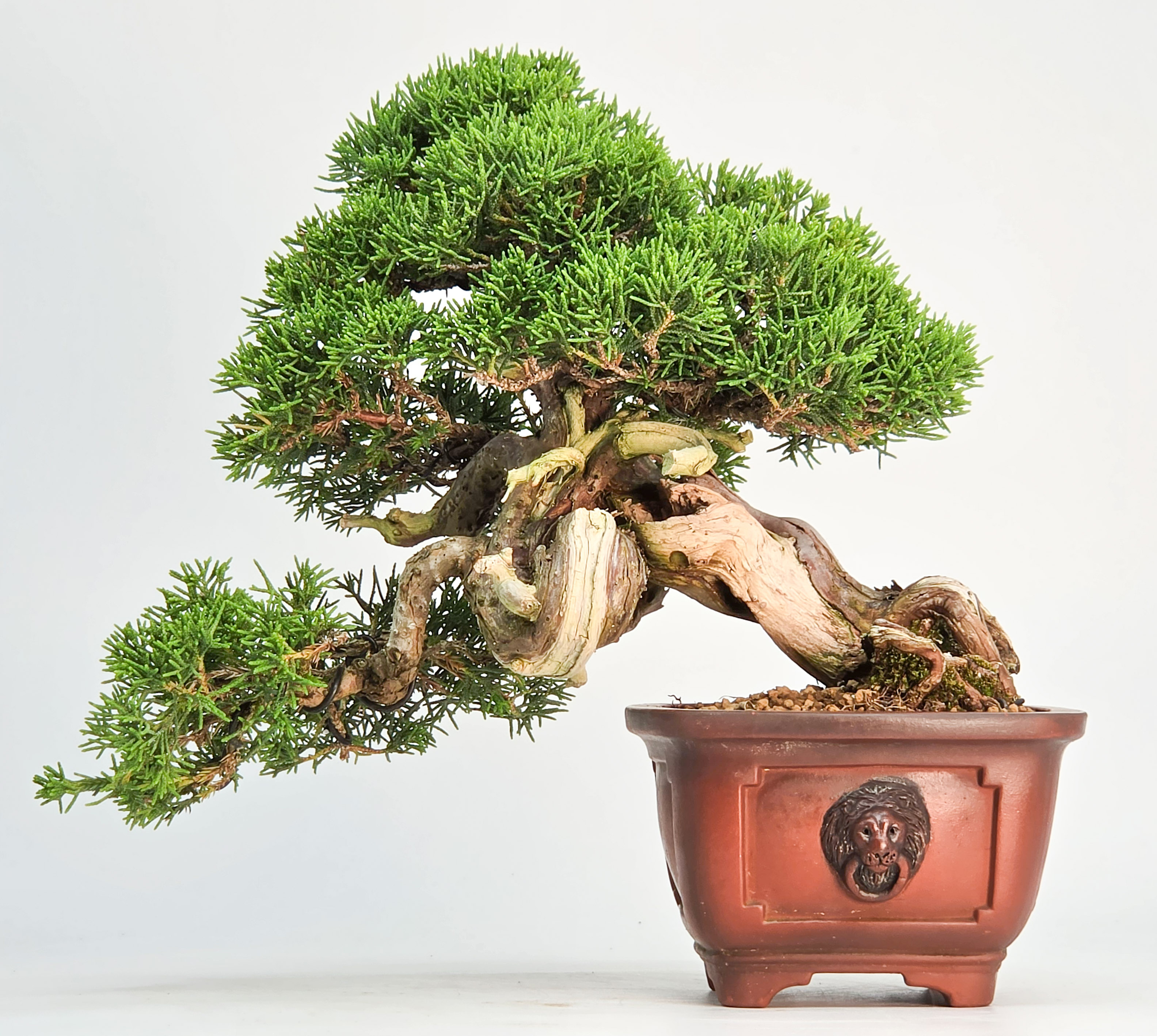 Bonsai Wacholder - Juniperus chinensis Shohin 19cm