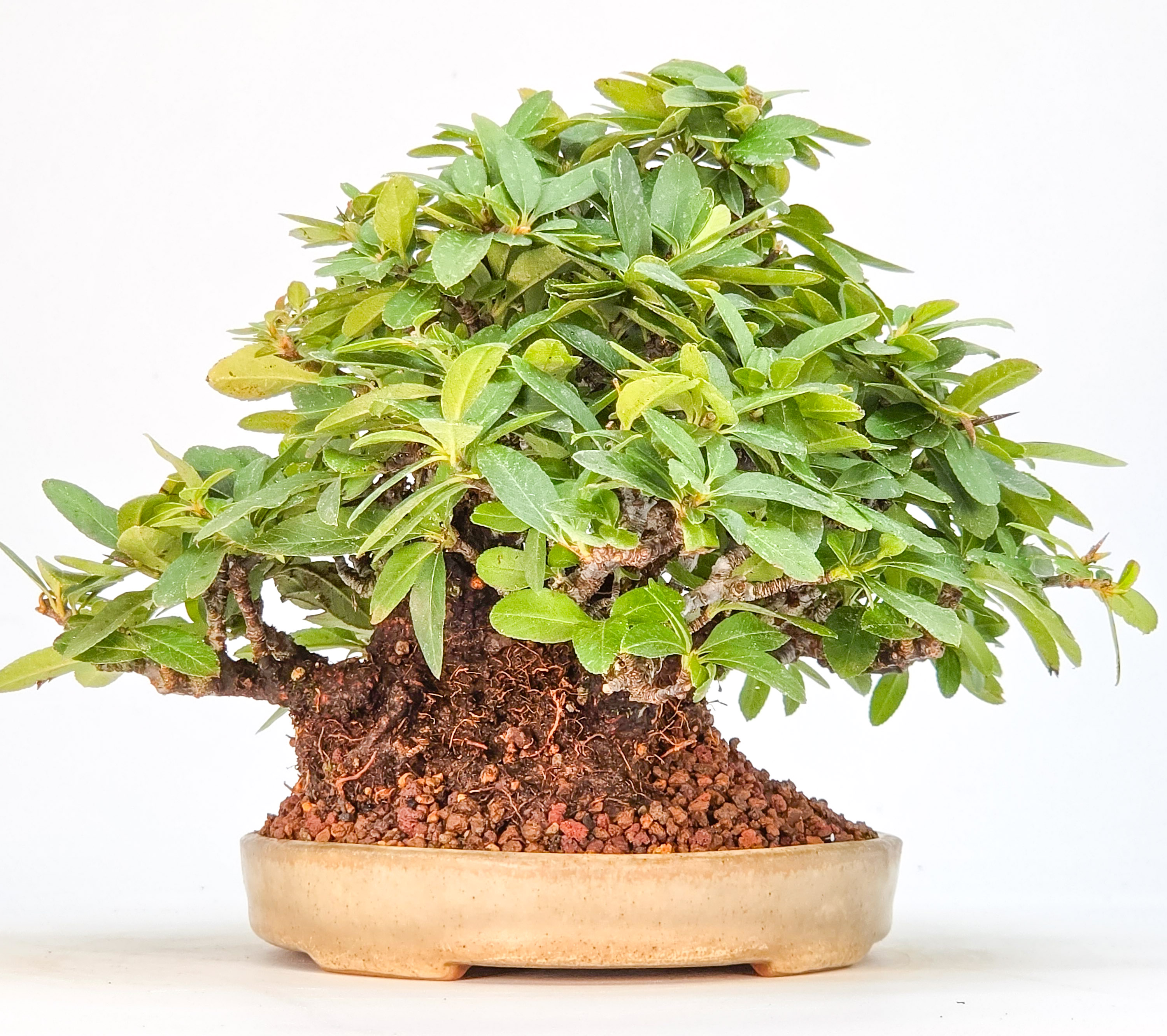 Bonsai Feuerdorn - Pyracantha Shohin 15cm Video!!