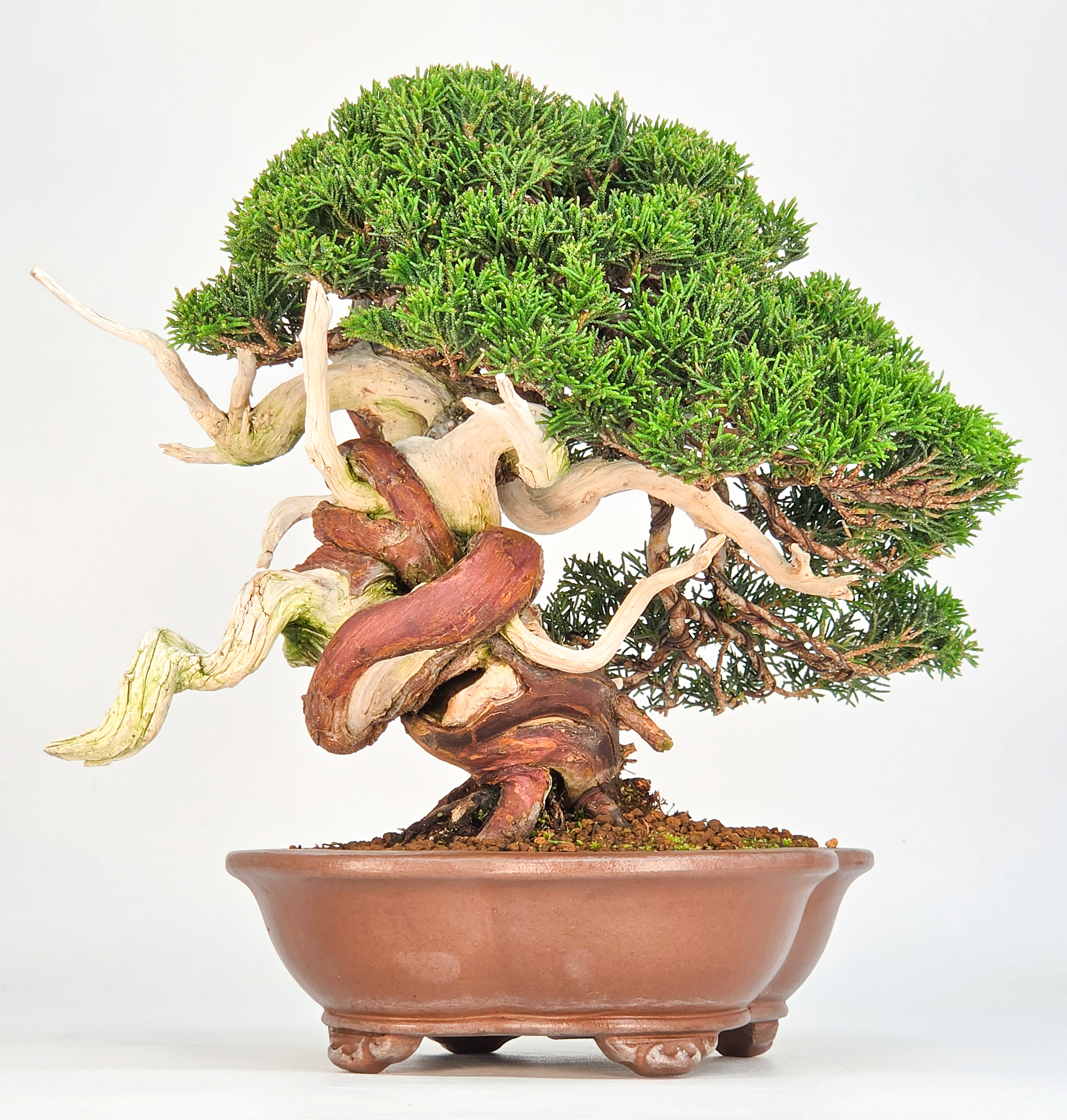 Bonsai Premium Wacholder - Juniperus chinensis 23cm Video!!