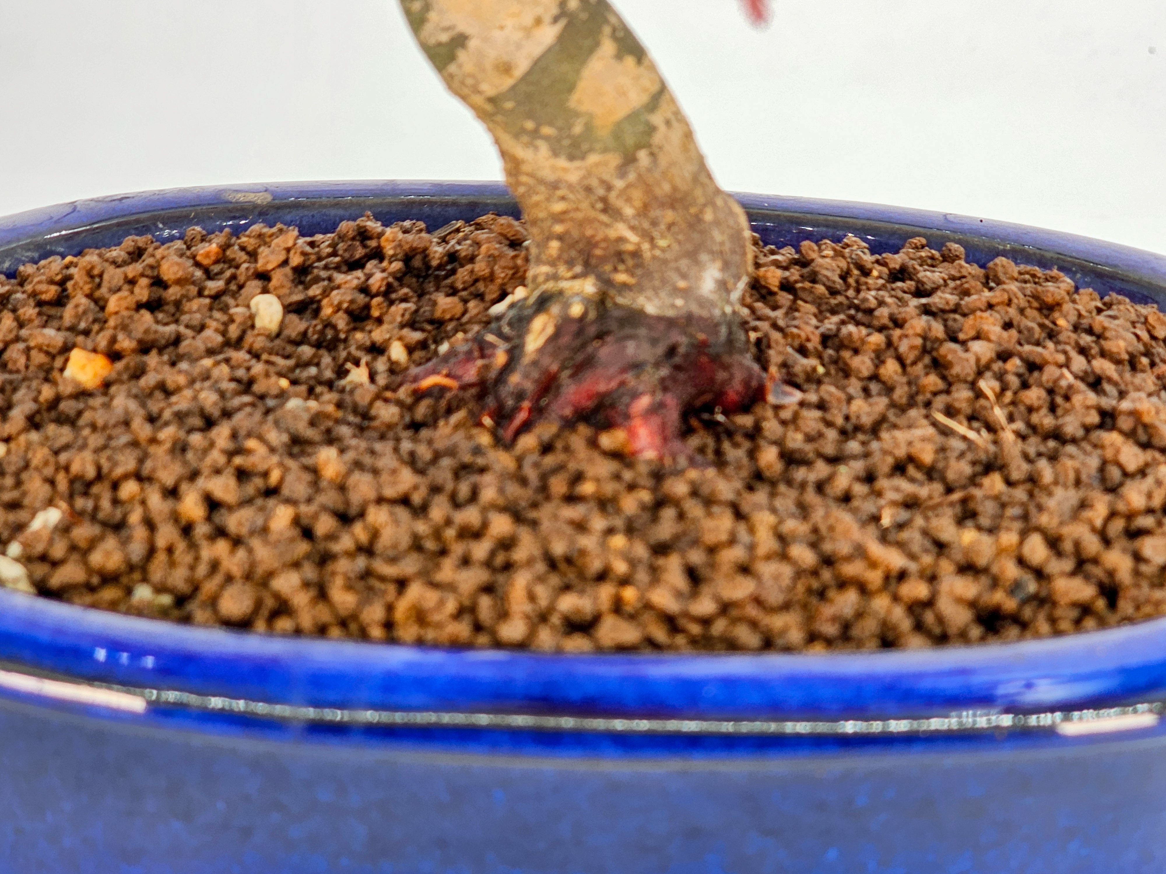 Bonsai Fächerahorn Acer palmatum Deshojo Shohin 21cm  