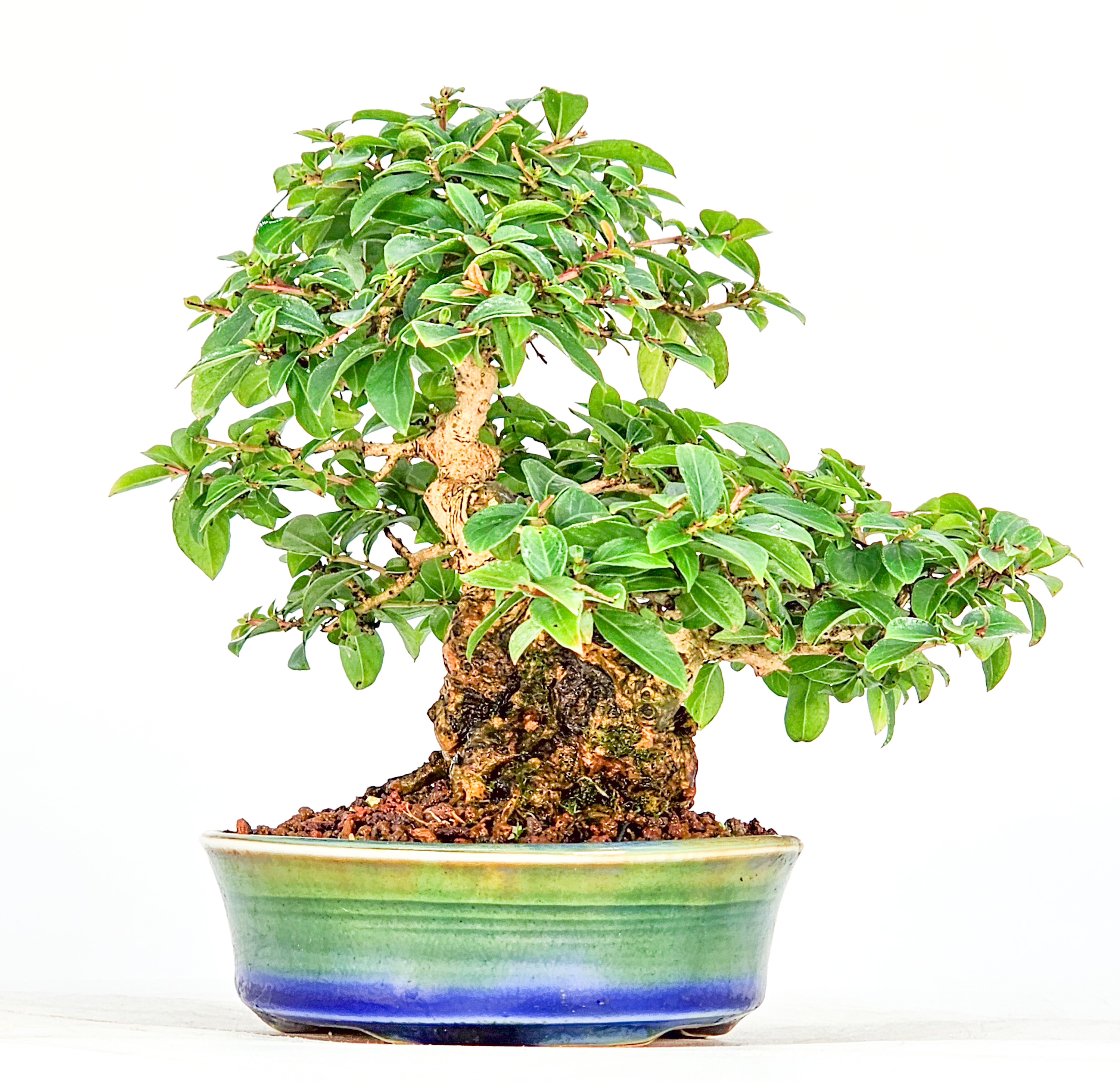 Bonsai Kreppmyrte  - Lagerstroemia indica Shohin 11,5cm