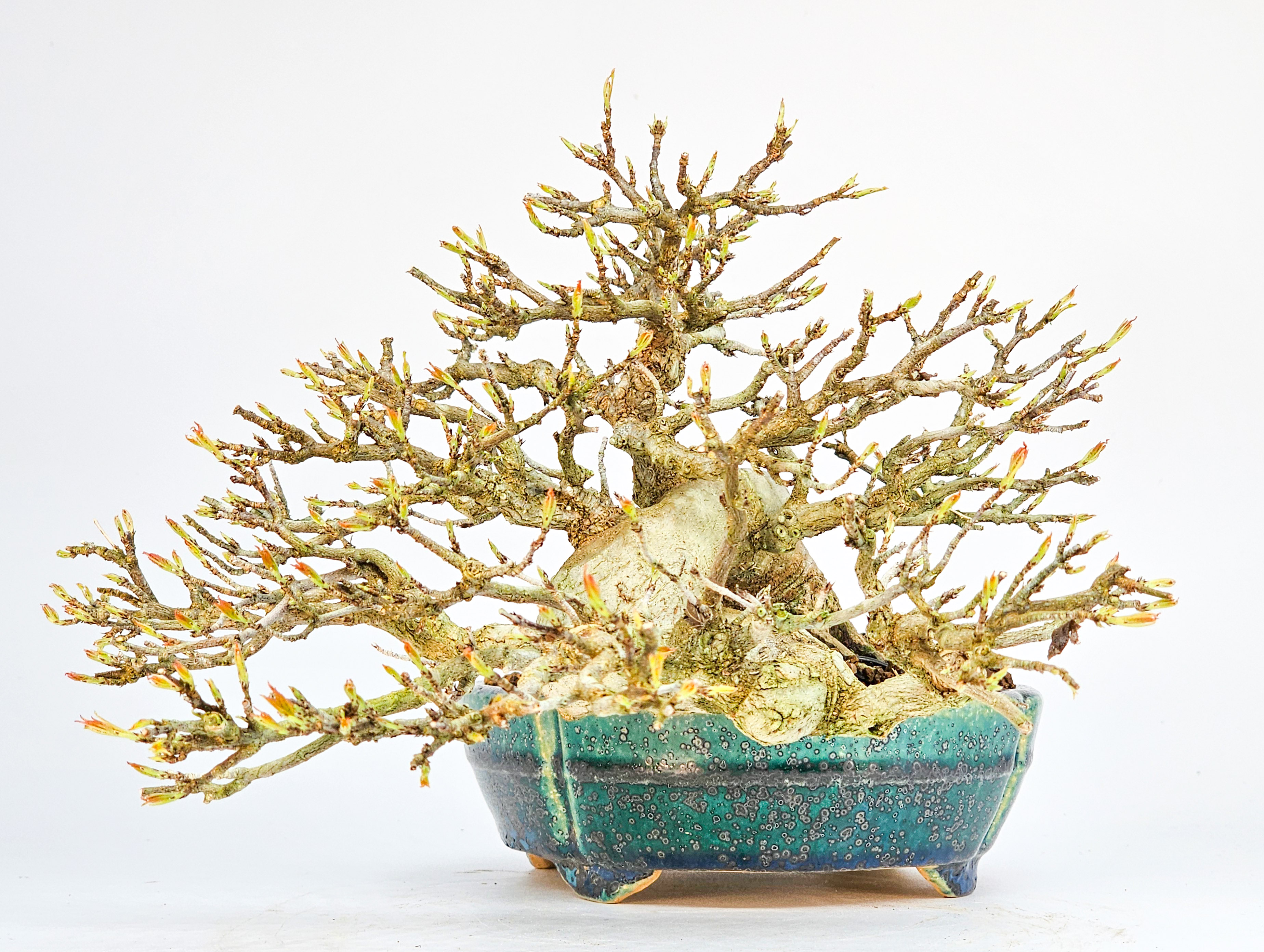 Bonsai Dreispitzahorn - Acer buergerianum 14cm Video!!