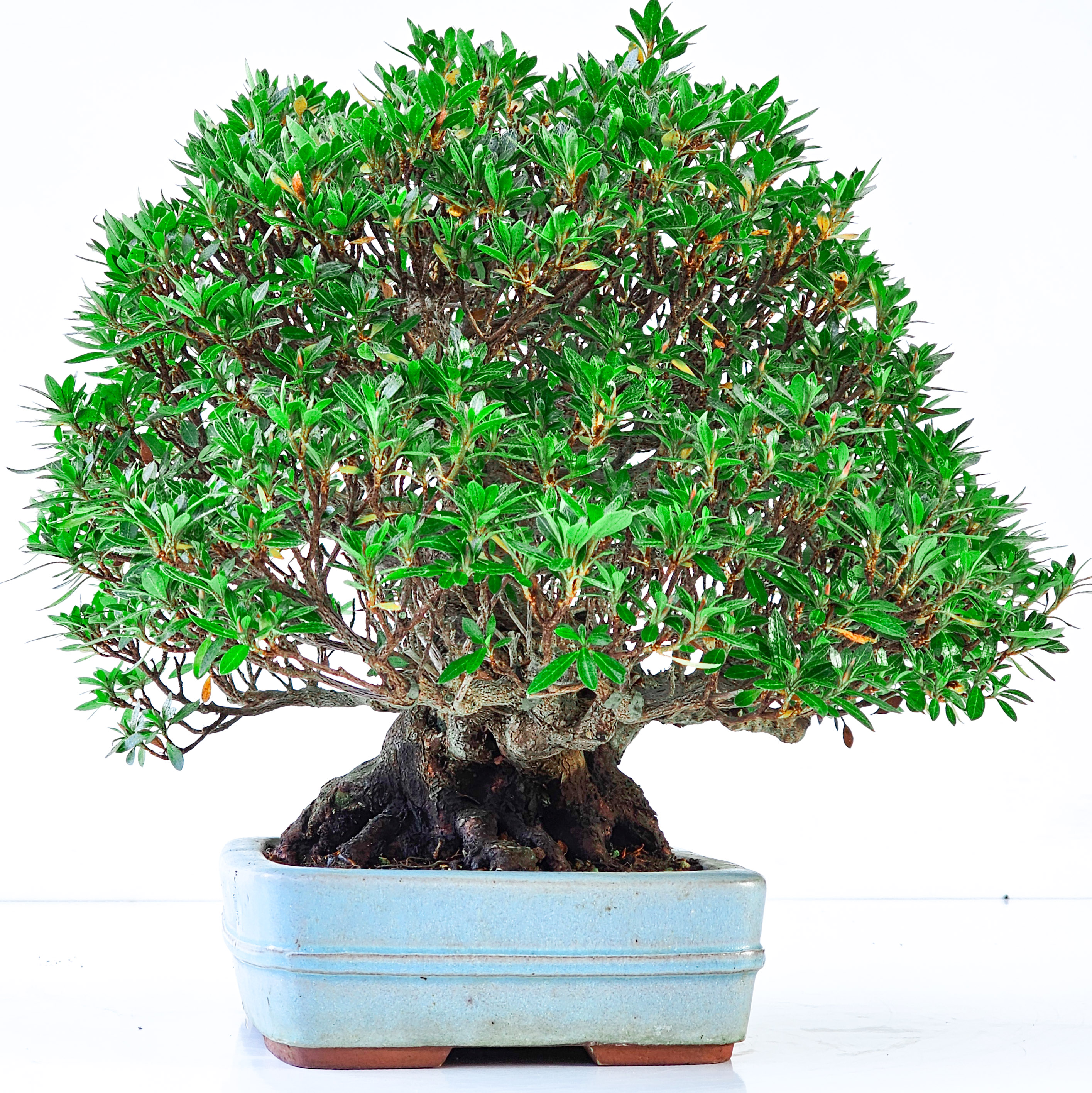 Bonsai Azalee - Rhododendron indicum osakazuki 23cm 