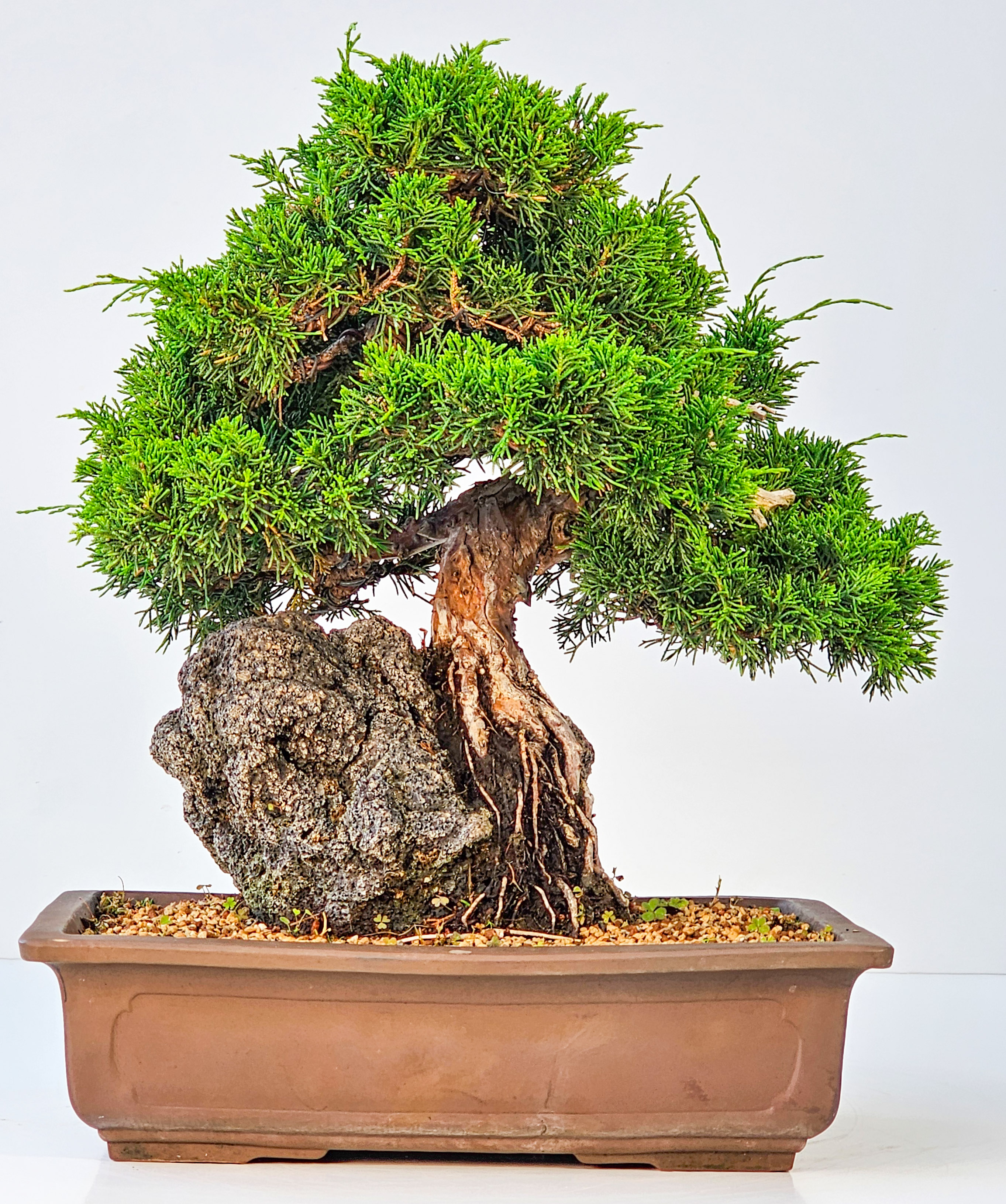 Bonsai Wacholder Juniperus chinensis shimpaku 31 cm 