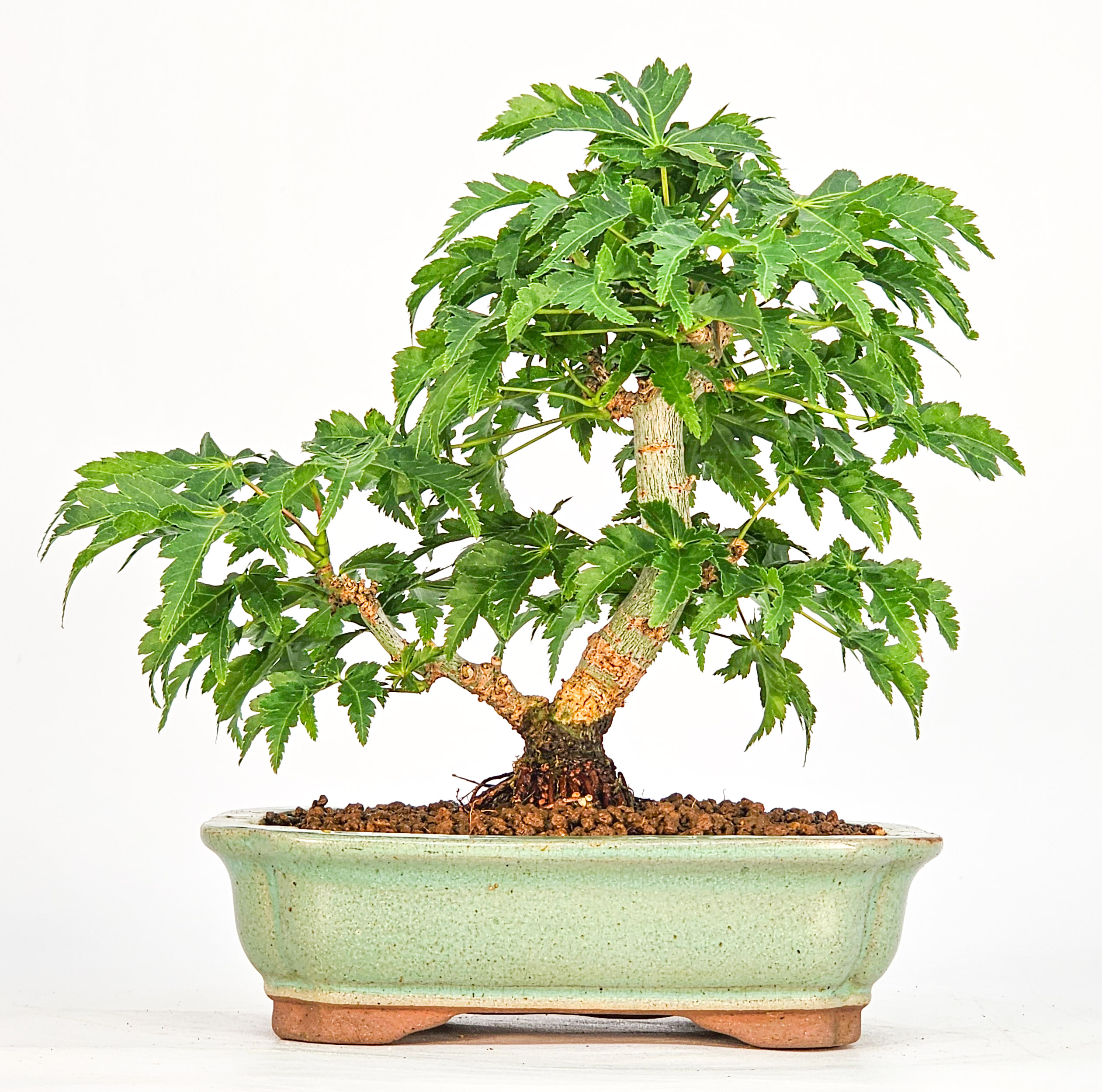 Bonsai Löwenkopfahorn- Acer palmatum Shishigashira Shohin 11cm