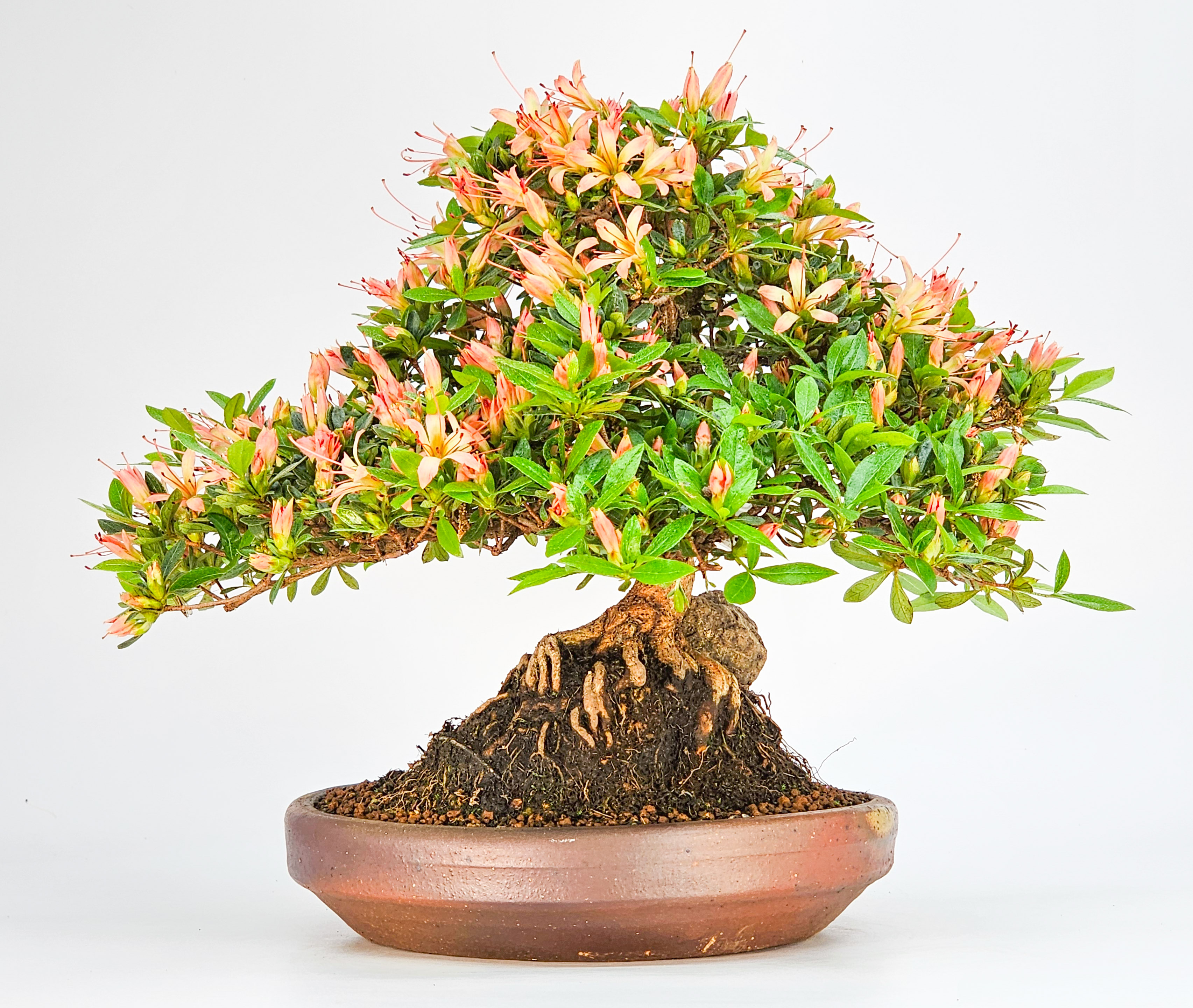 Bonsai Azalee Rhododendron indicum - Senbazuru Shohin 19cm