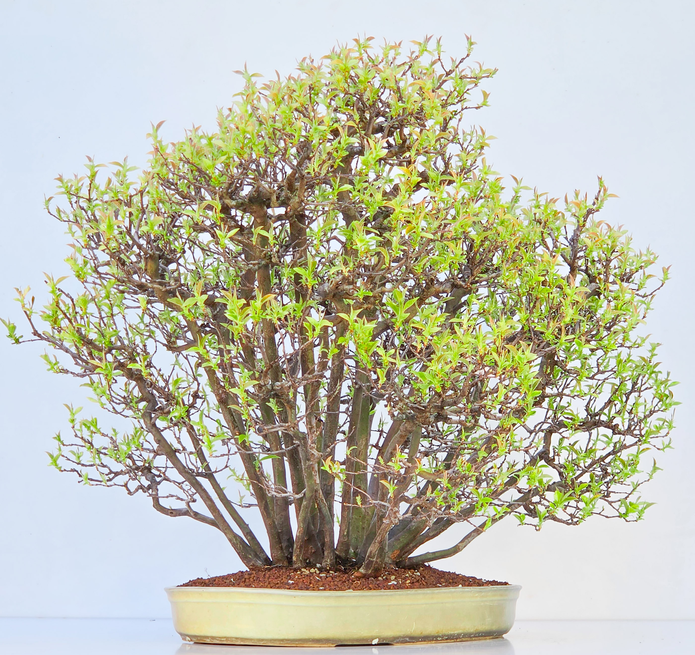 Bonsai Quitte - Pseudocydonia sinensis Wald 61cm Video!!