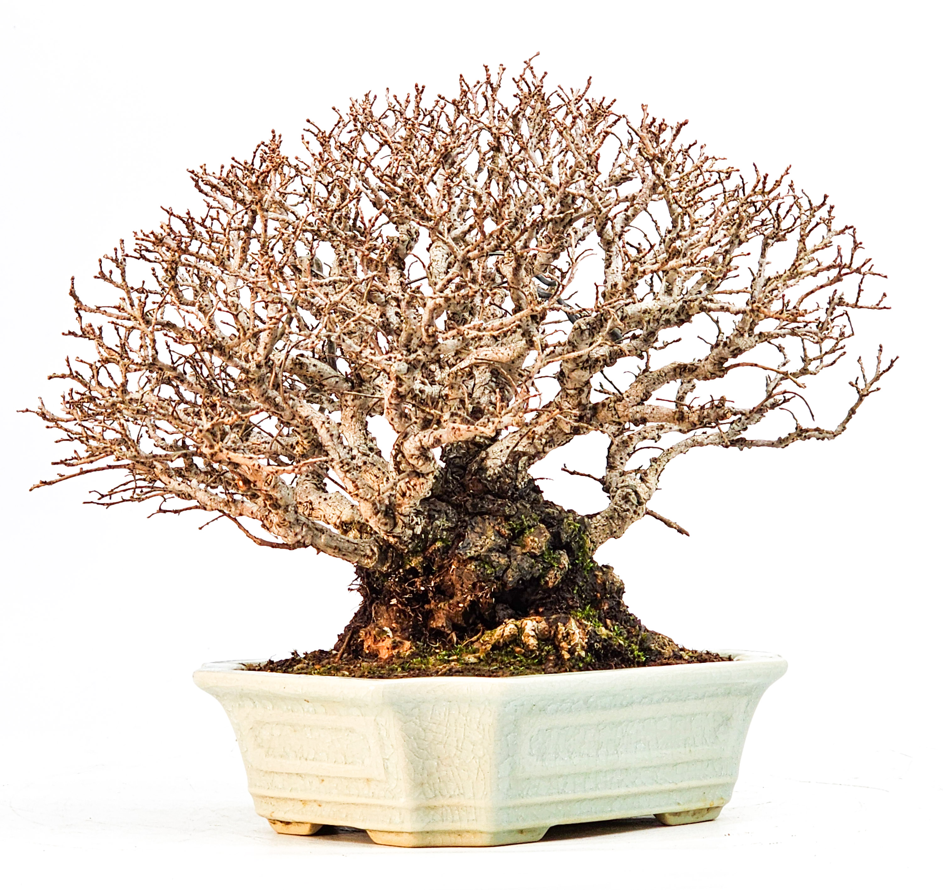 Bonsai Japanische Ulme - Ulmus parvifolia Shohin 17cm Bonsai Japanische Ulme - Ulmus parvifolia Shohin 17cm