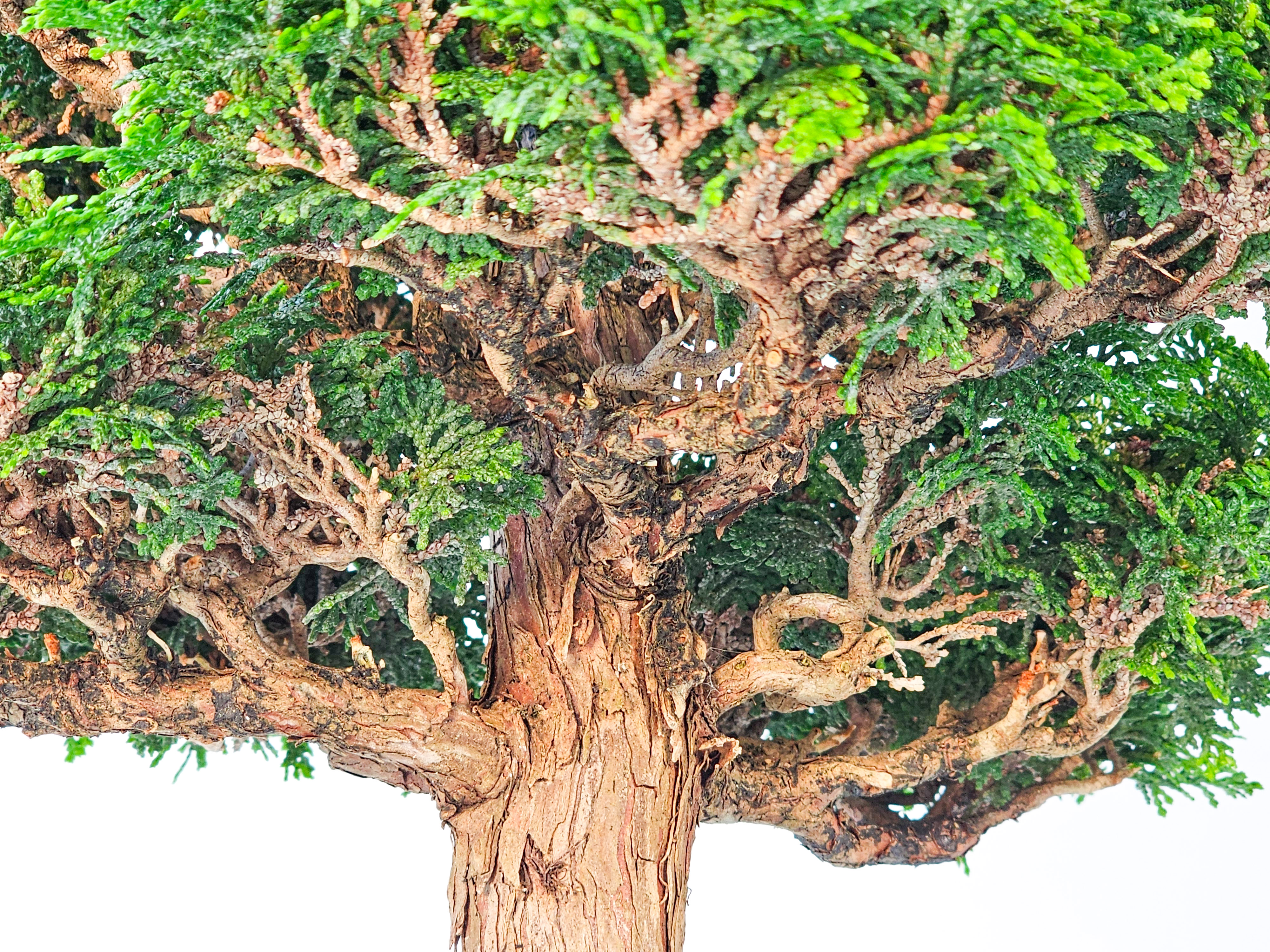 Bonsai Chamaecyparis obtusa 46,5 cm