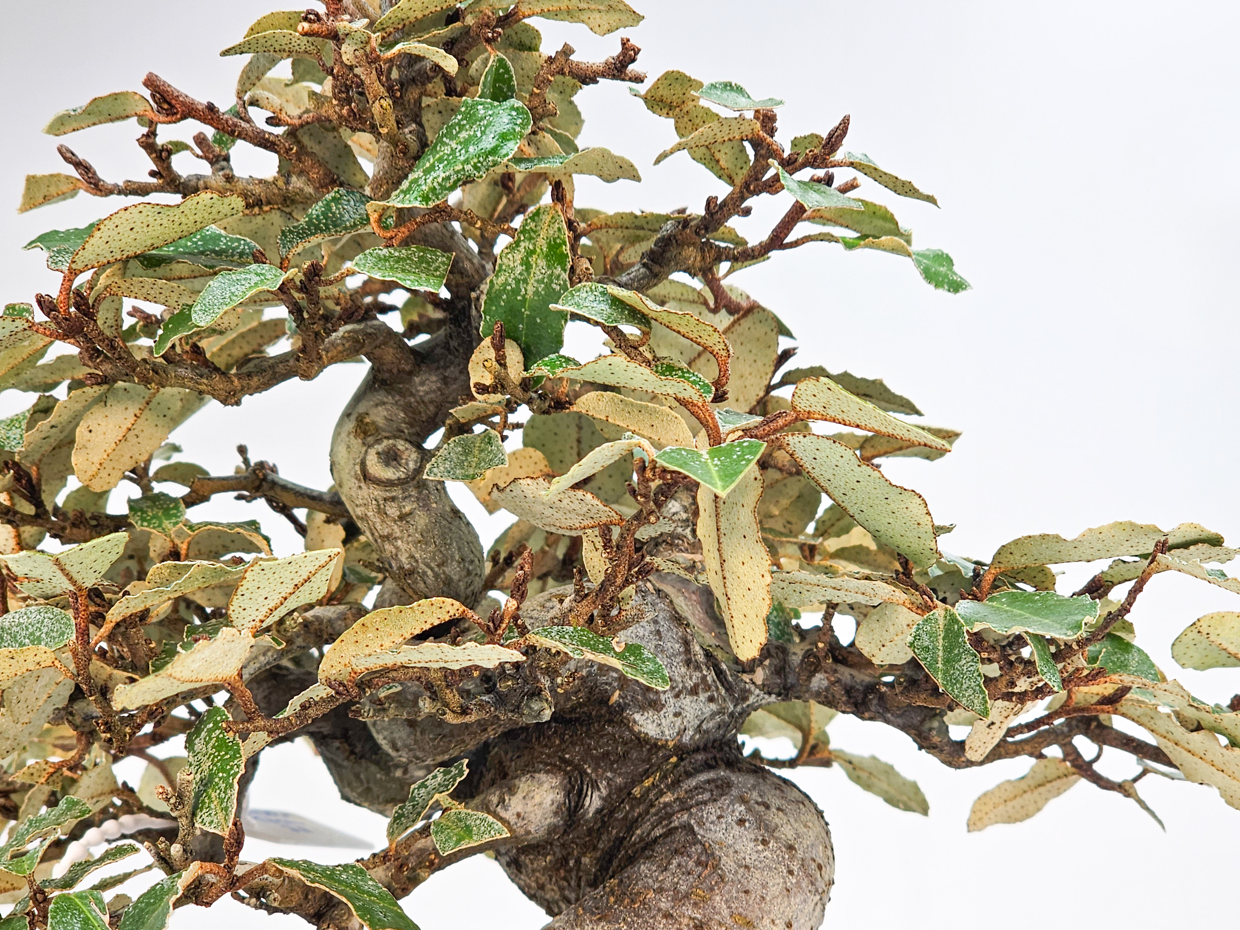 Bonsai Ölweide - Elaeagnus pungens Shohin 17cm