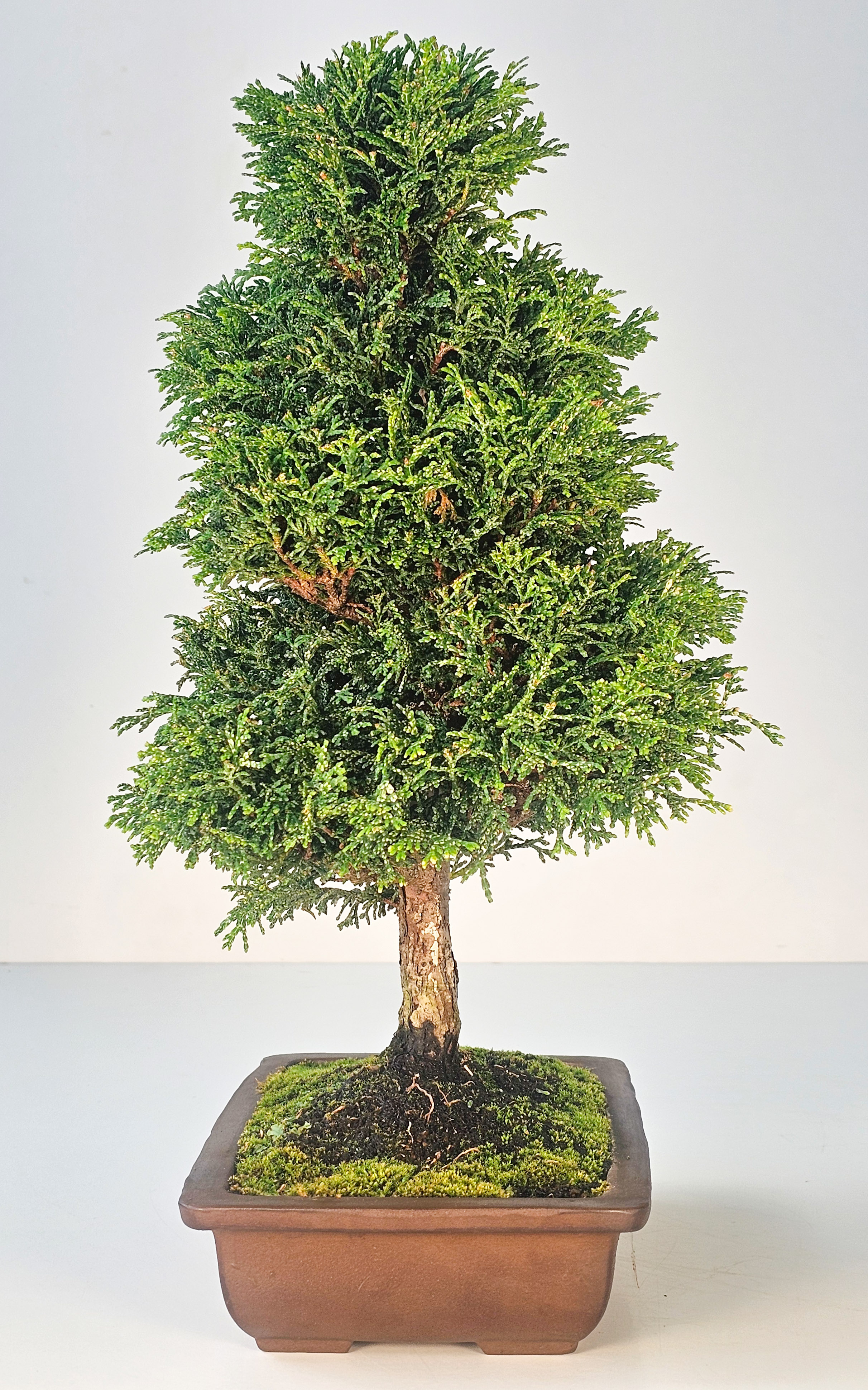Bonsai Chamaecyparis obtusa 38,5 cm 