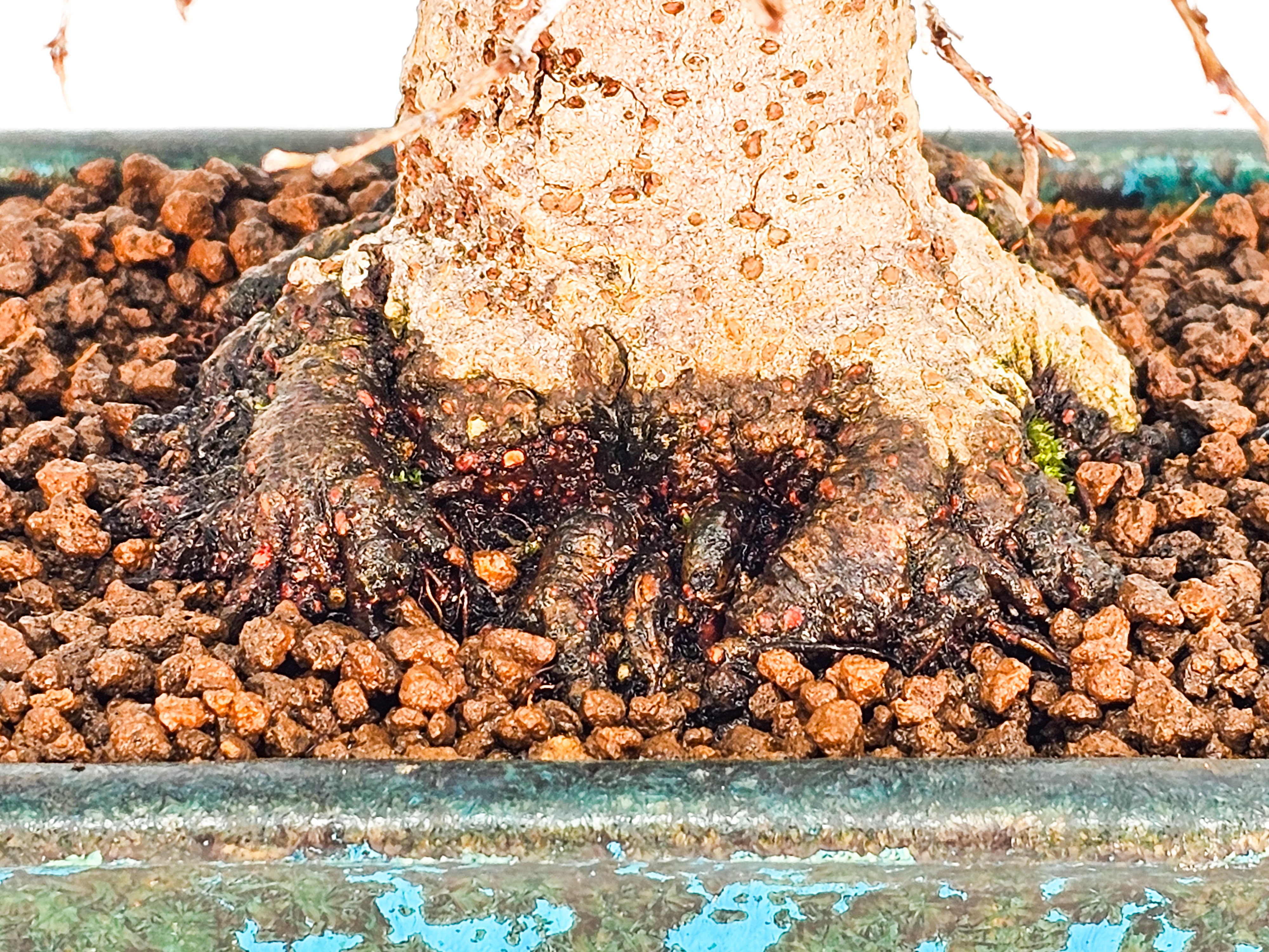 Bonsai Zelkova serrata Shohin 17cm - Video!! Bonsai Zelkova serrata Shohin 17cm - Video!!