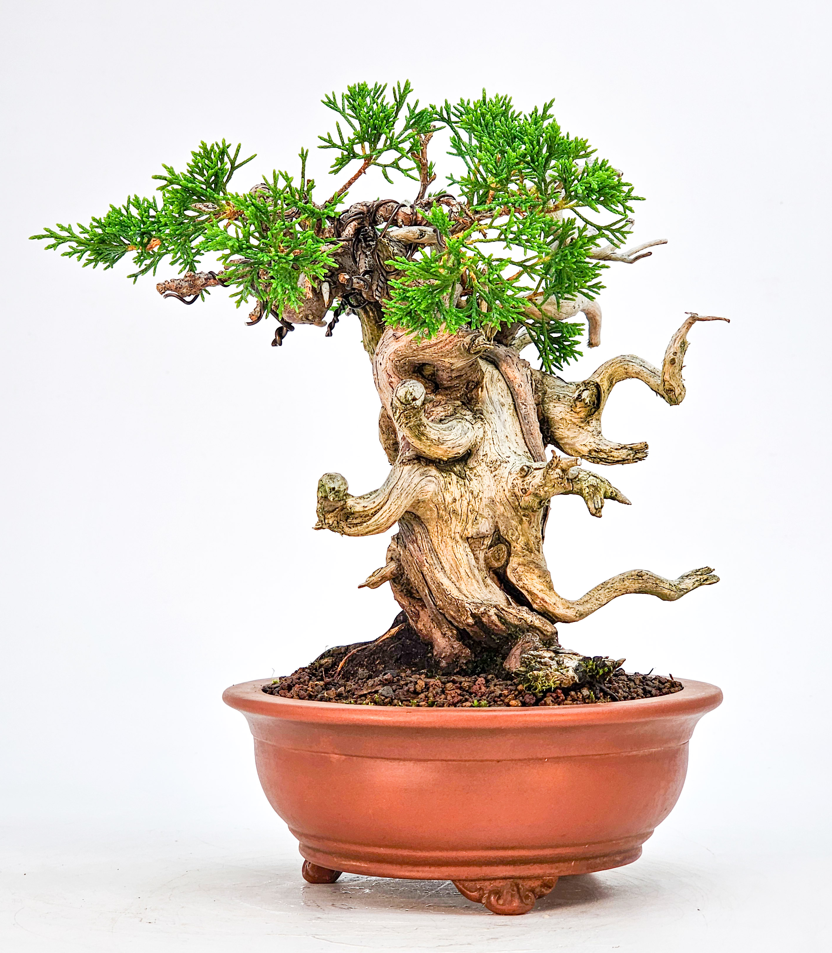 Bonsai Wacholder Juniperus Itoigawa Shohin 18cm 