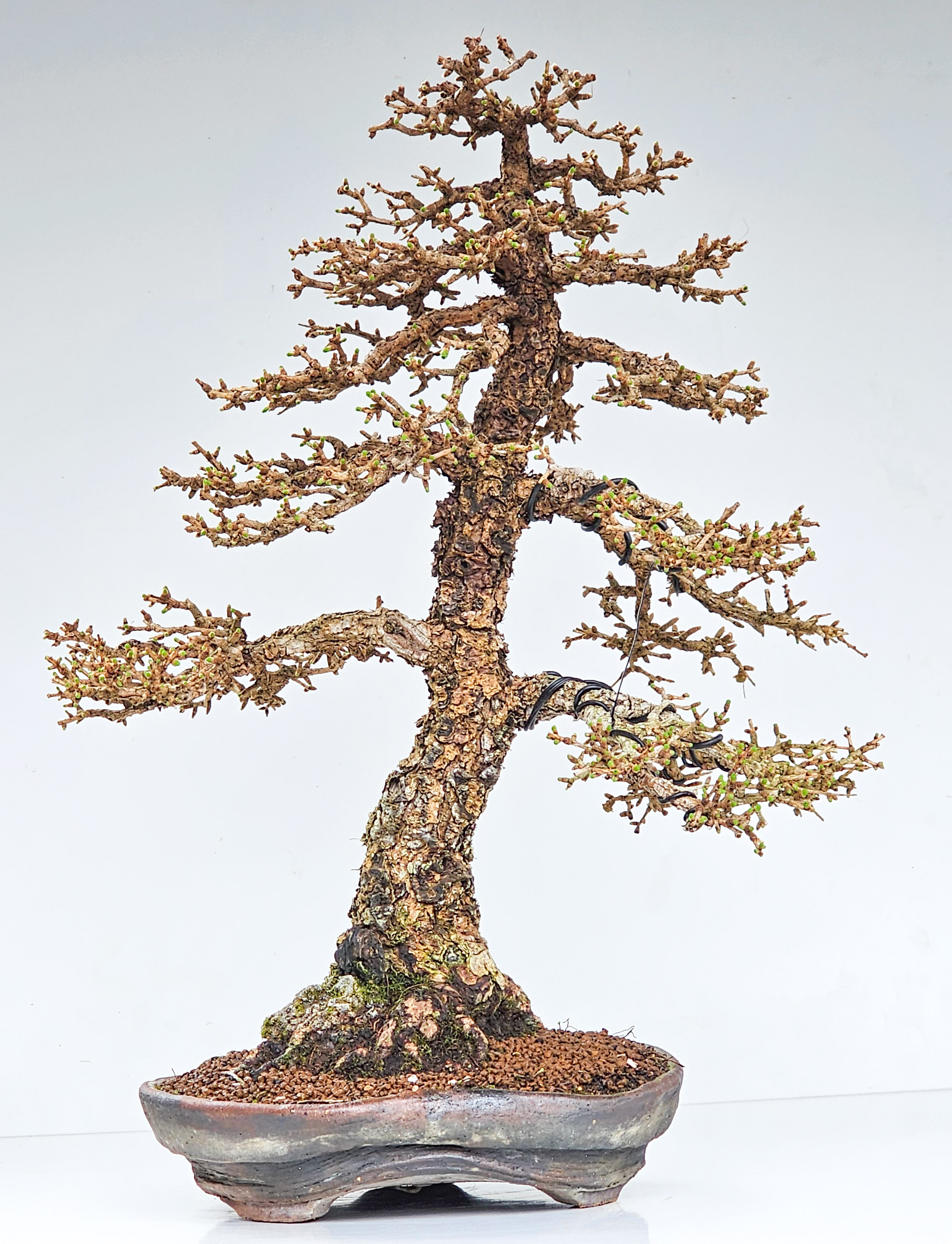 Bonsai Premium Lärche - Larix 62cm