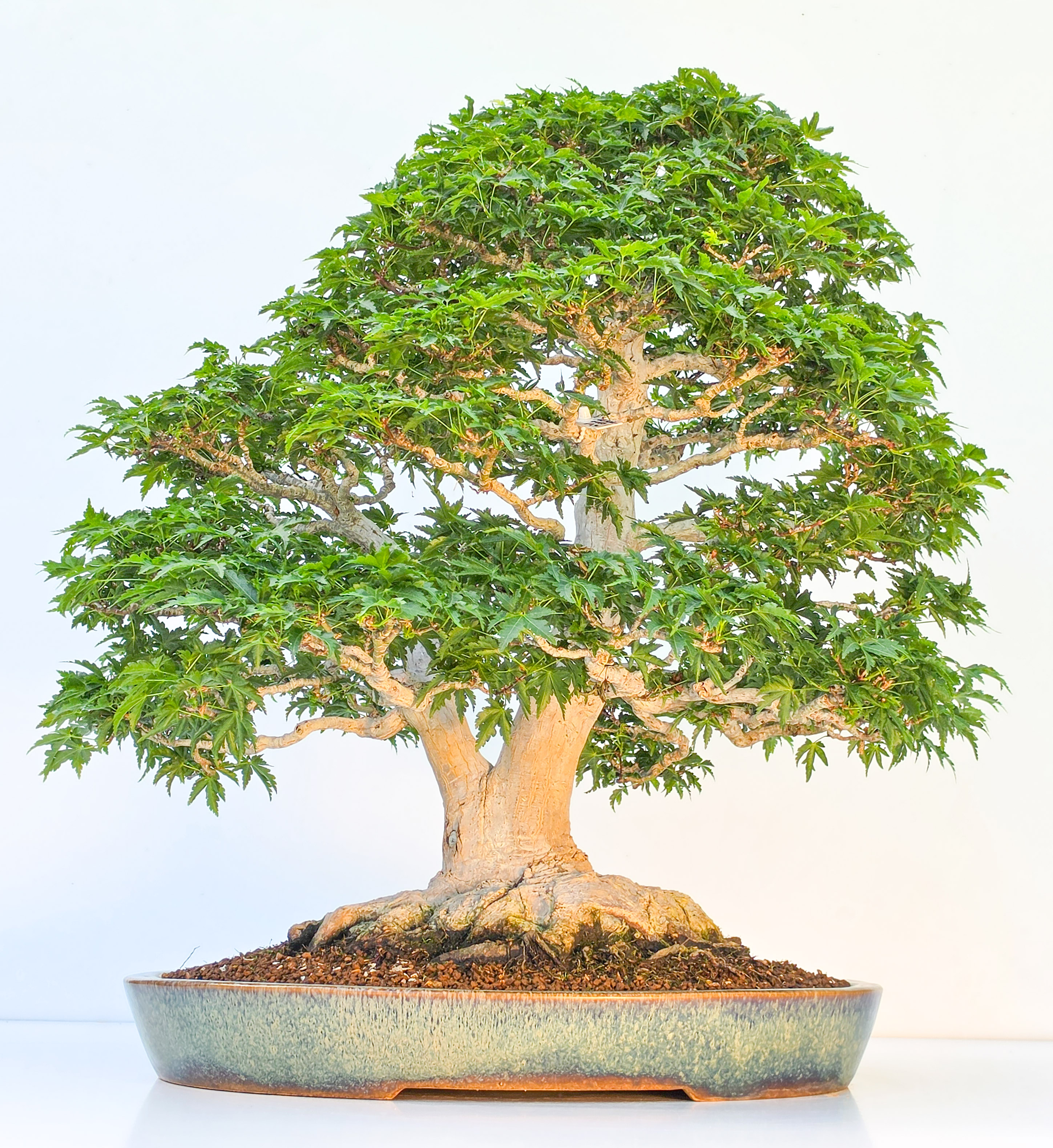 Bonsai Premium Löwenkopfahorn- Acer palmatum Shishigashira 61cm Video!!