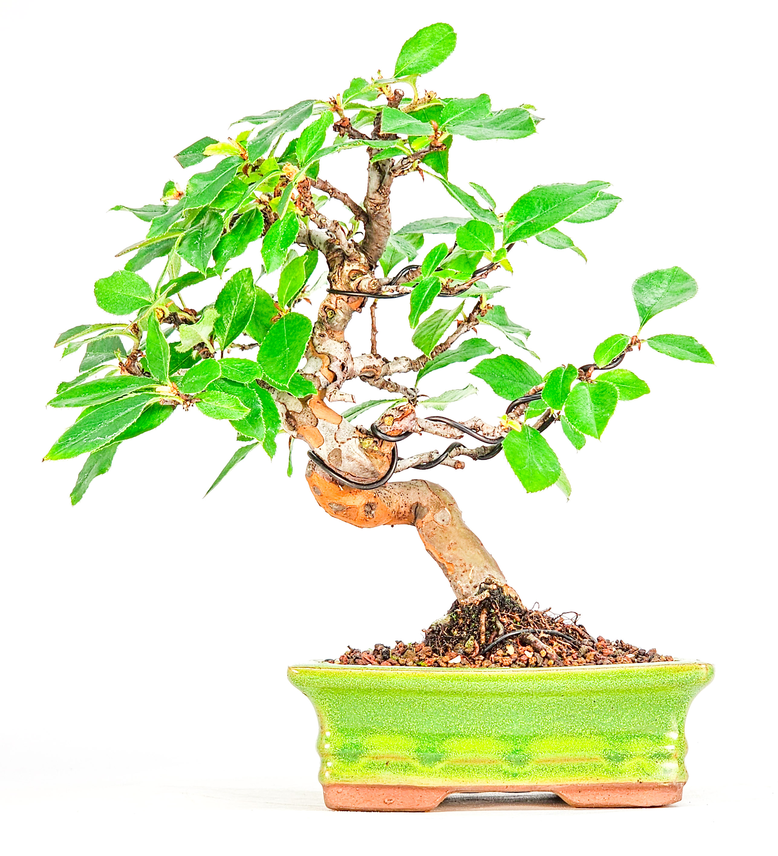 Bonsai Quitte - Pseudocydonia sinensis Shohin 19cm