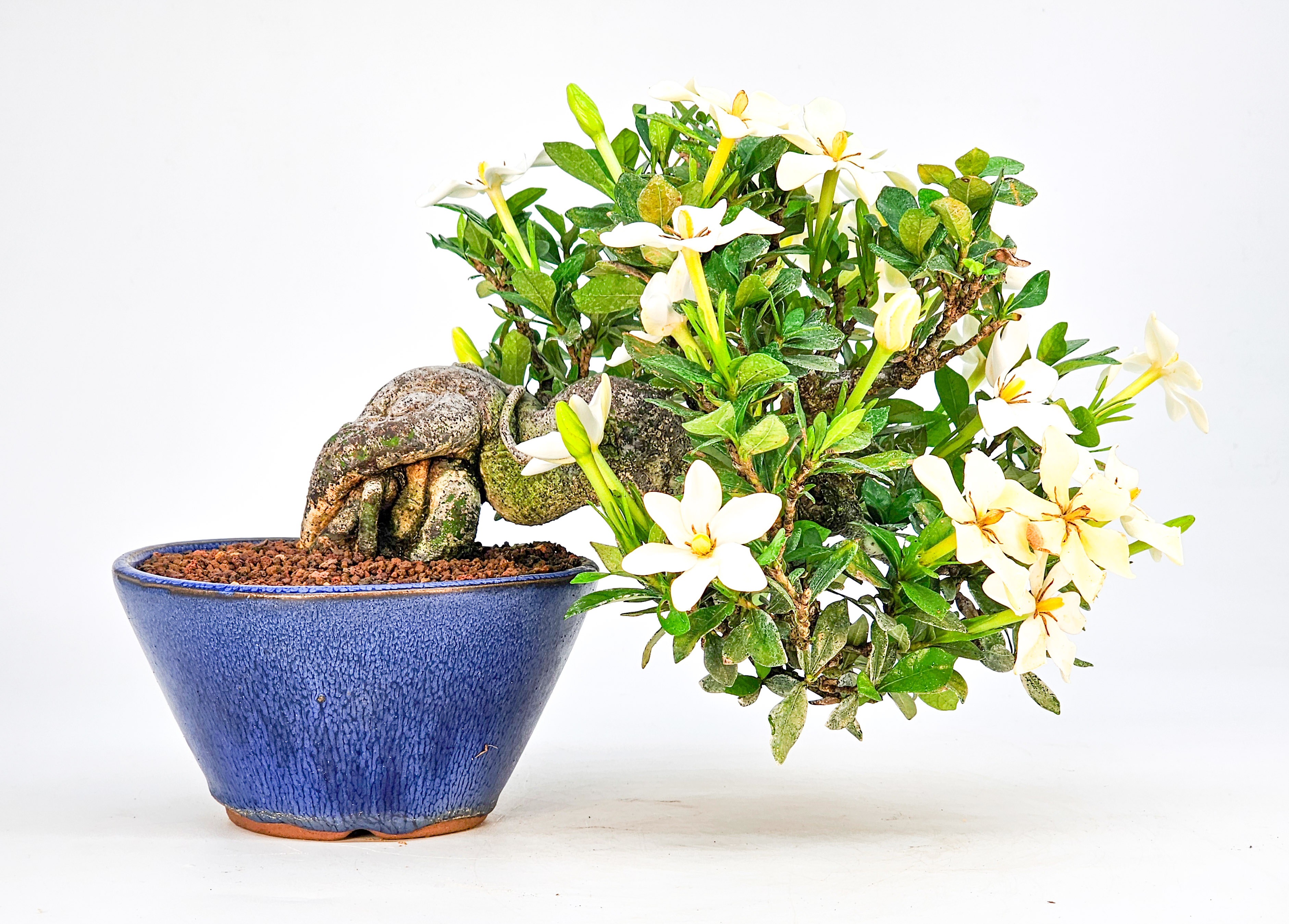 Bonsai Gardenia jasminoides Shohin 18cm