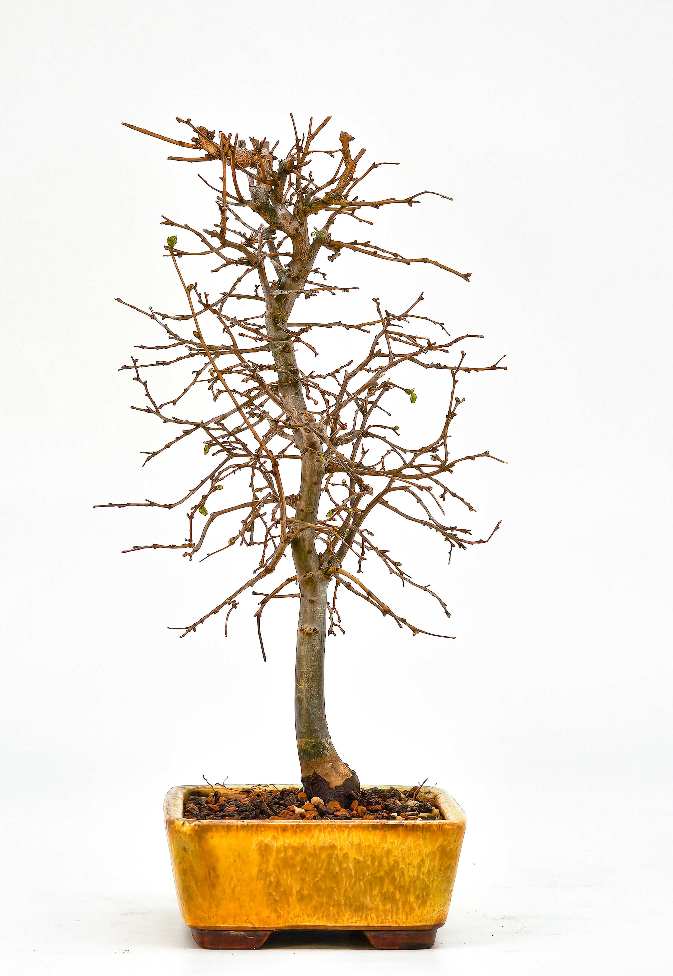Bonsai Zelkova serrata Shohin 19cm  