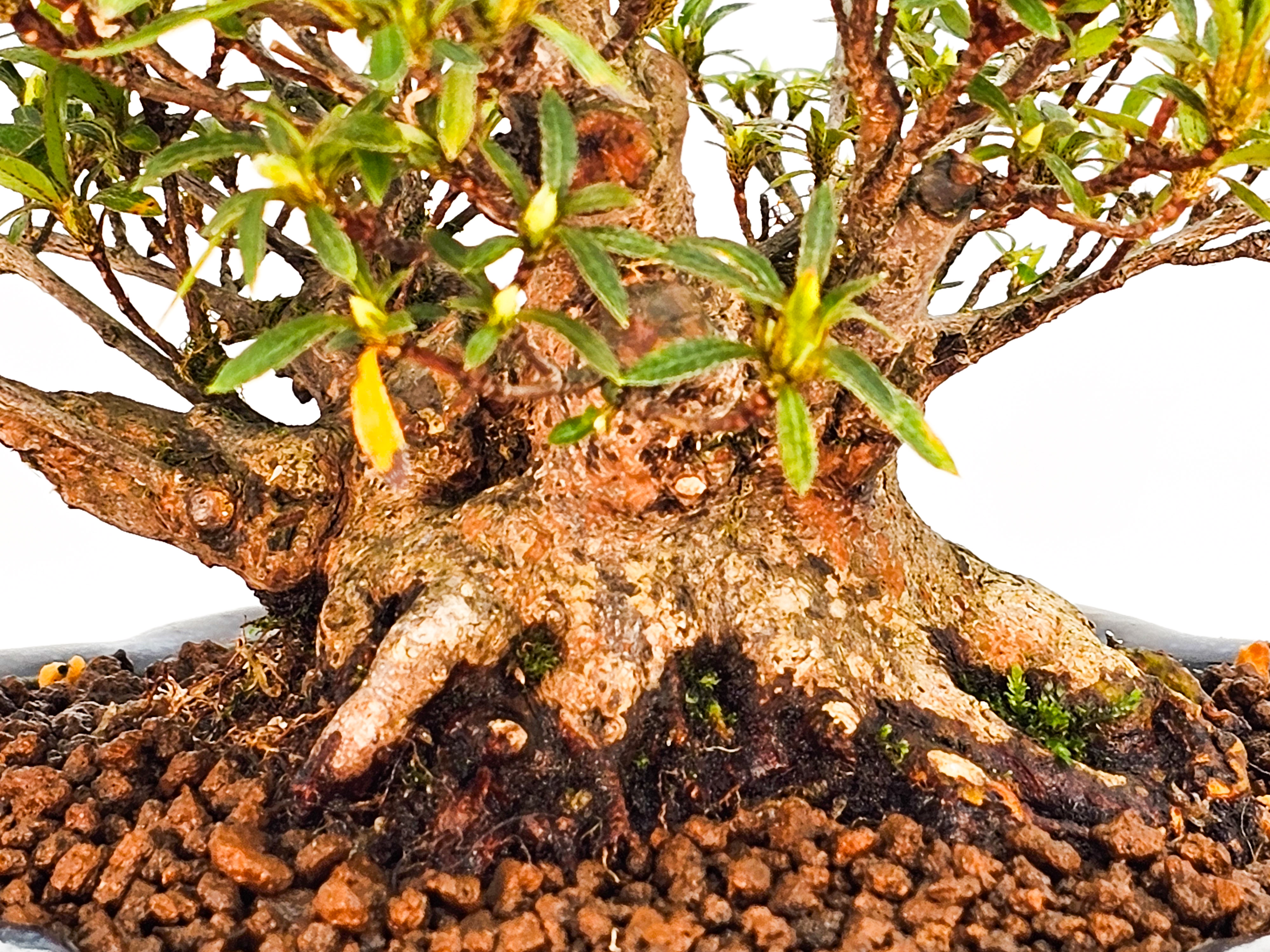 Bonsai Azalee Rhododendron indicum - Hakurin - Shohin 11cm
