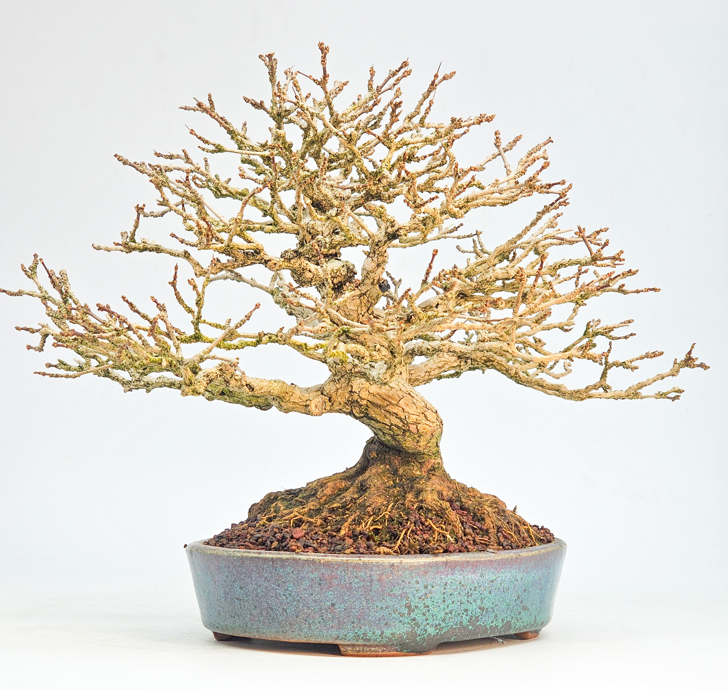 Bonsai Premium Duftahorn - Premna japonica Shohin 20cm 