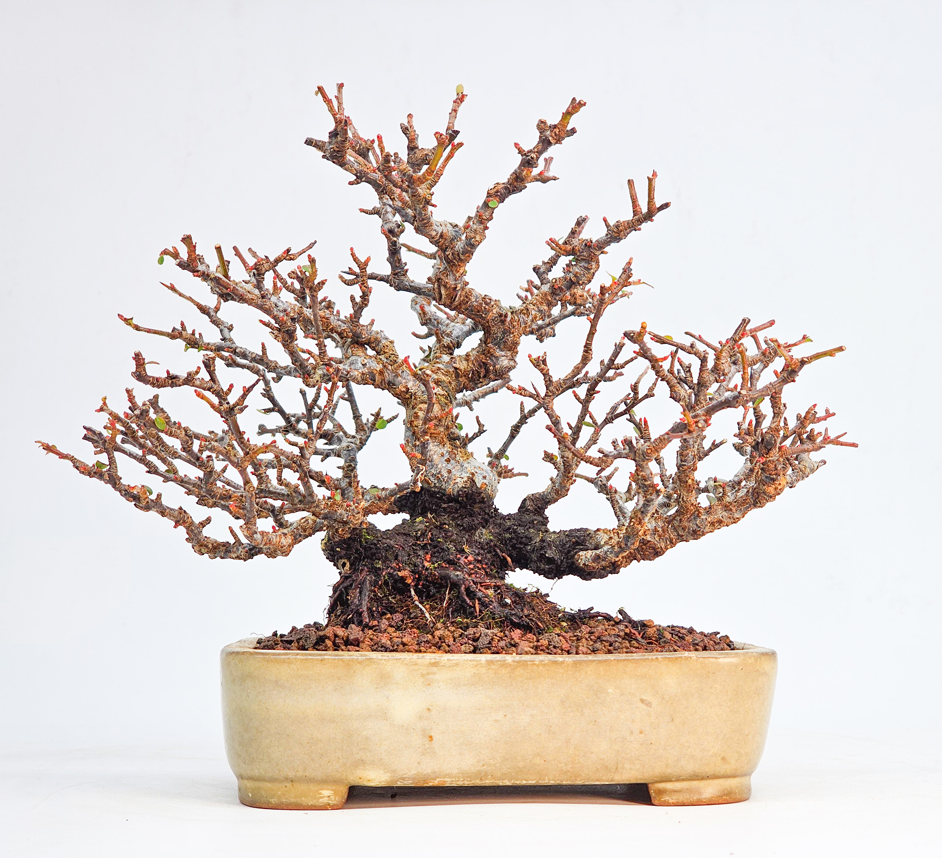 Bonsai Feuerdorn - Pyracantha Shohin 15cm