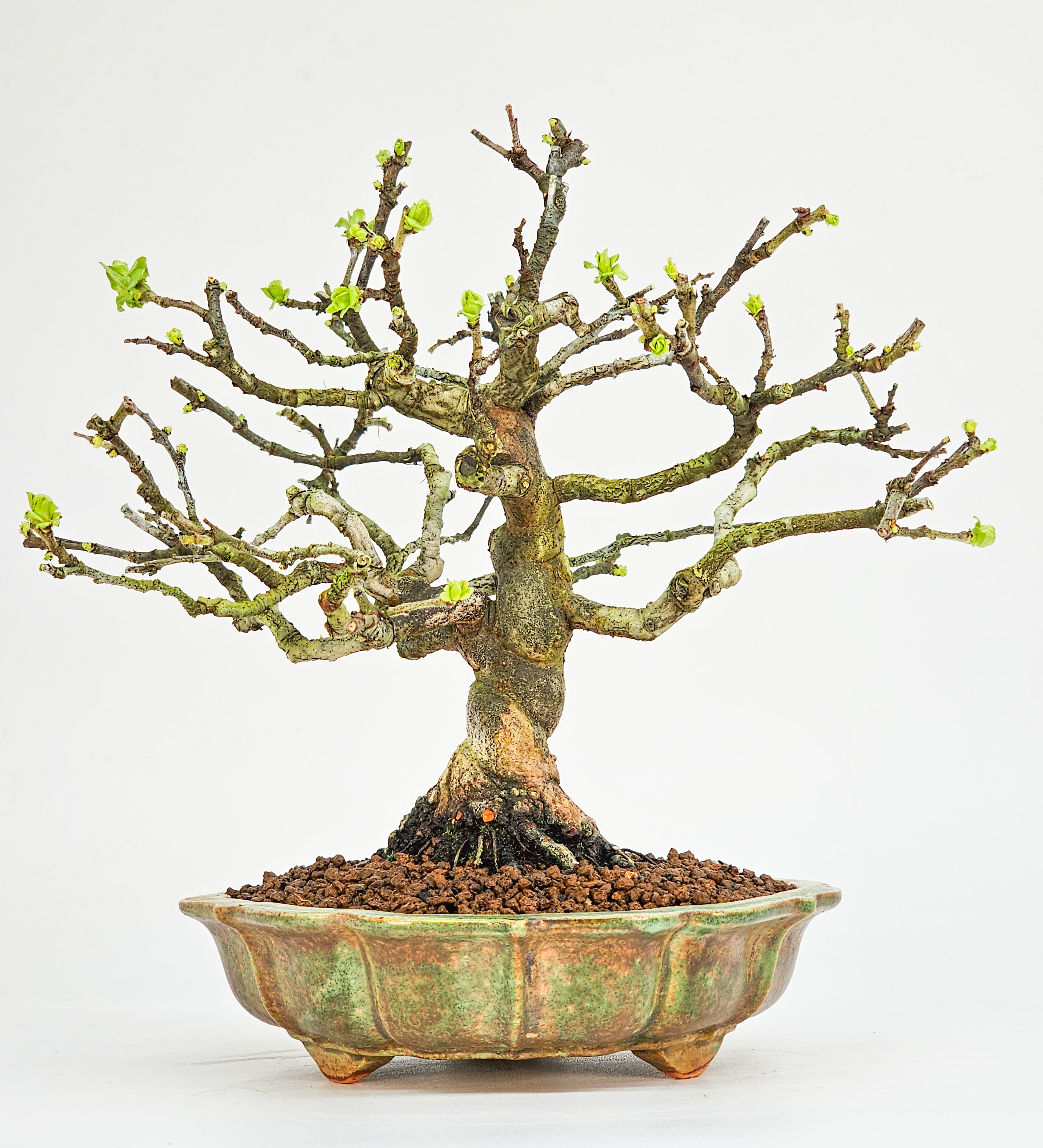 Bonsai Quitte - Pseudocydonia sinensis Shohin 16cm