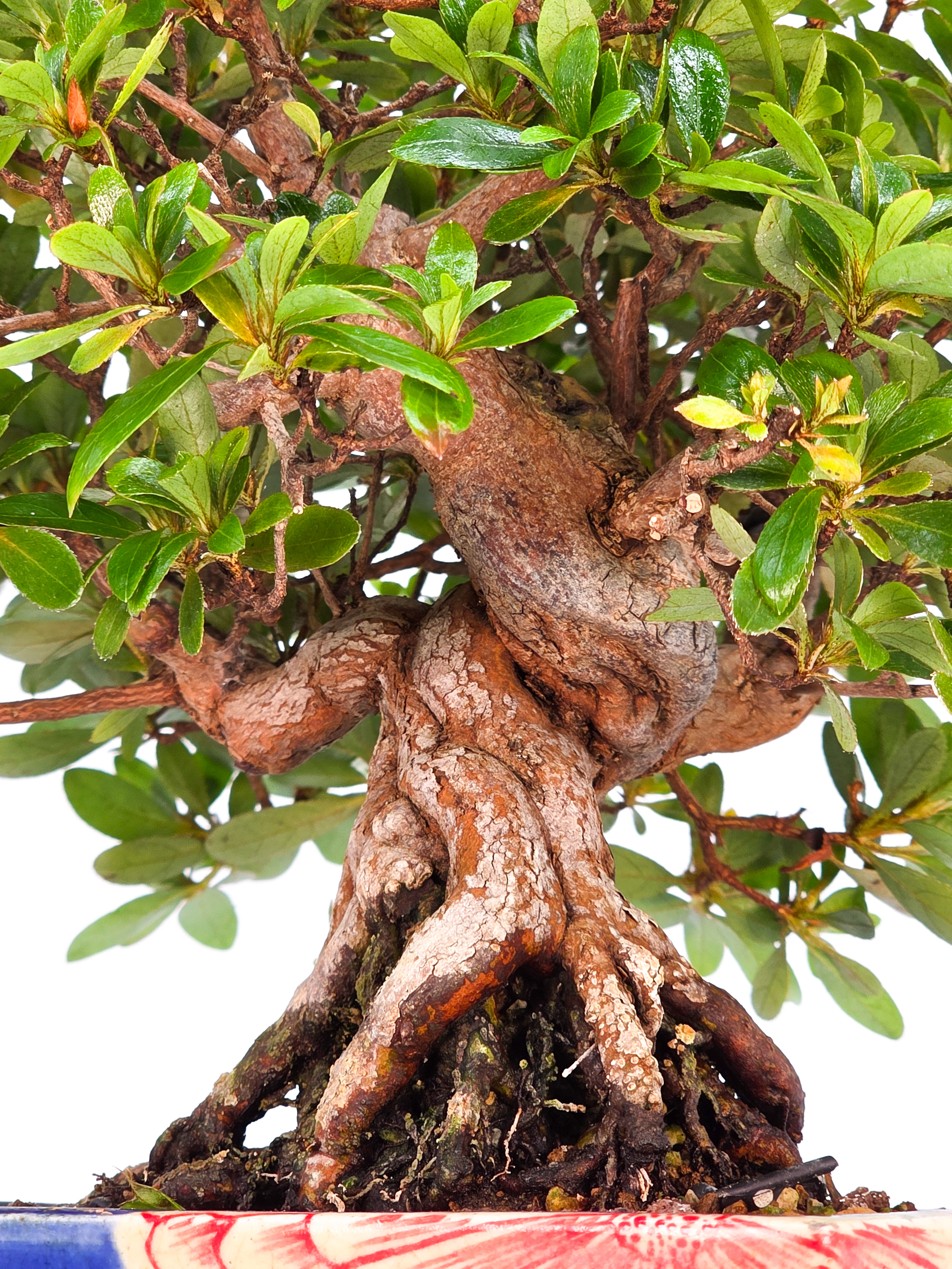 Bonsai Azalee - Rhododendron indicum - Yata no Kagami- Shohin 19cm