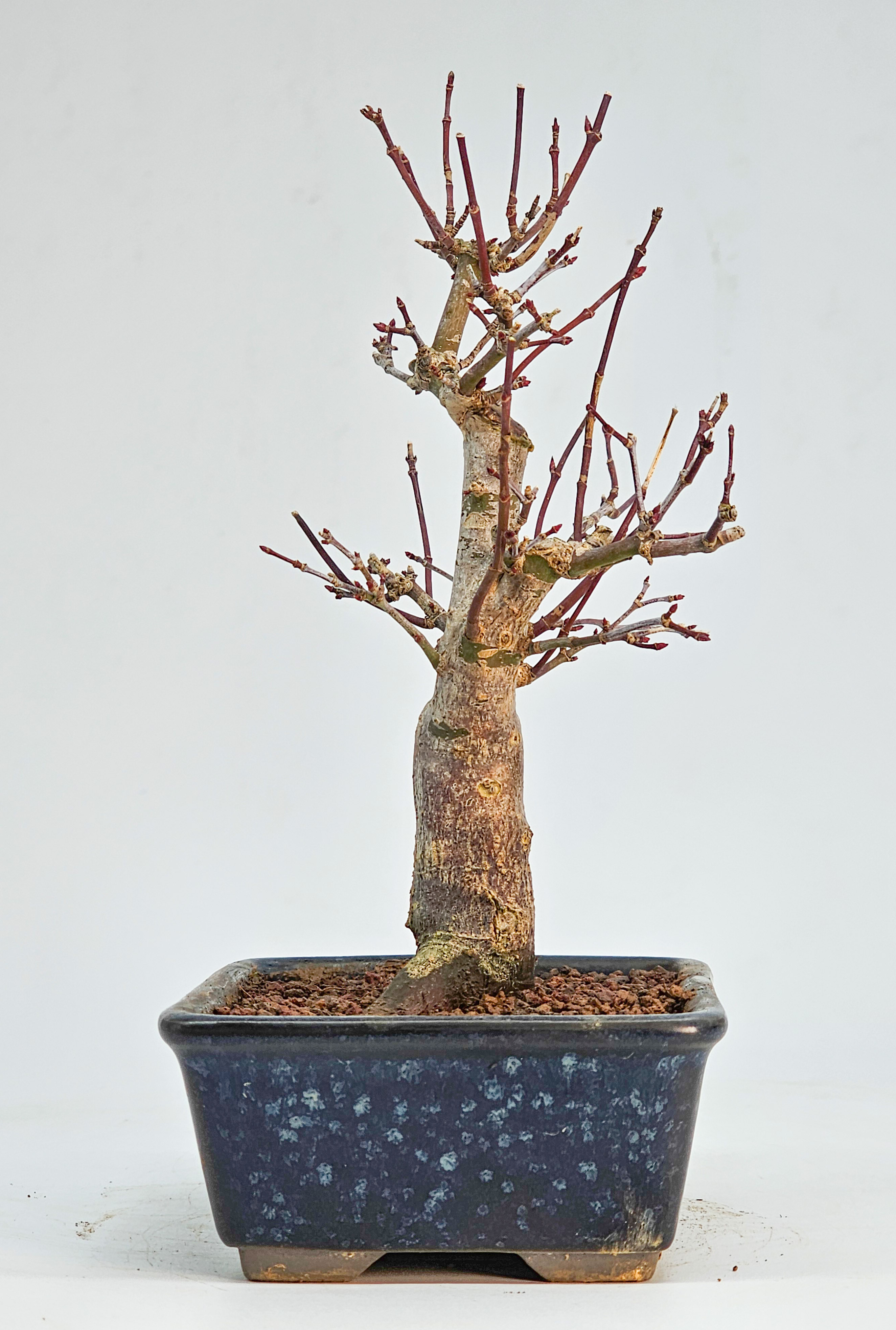 Bonsai Fächerahorn - Acer palmatum Deshojo Shohin 17cm