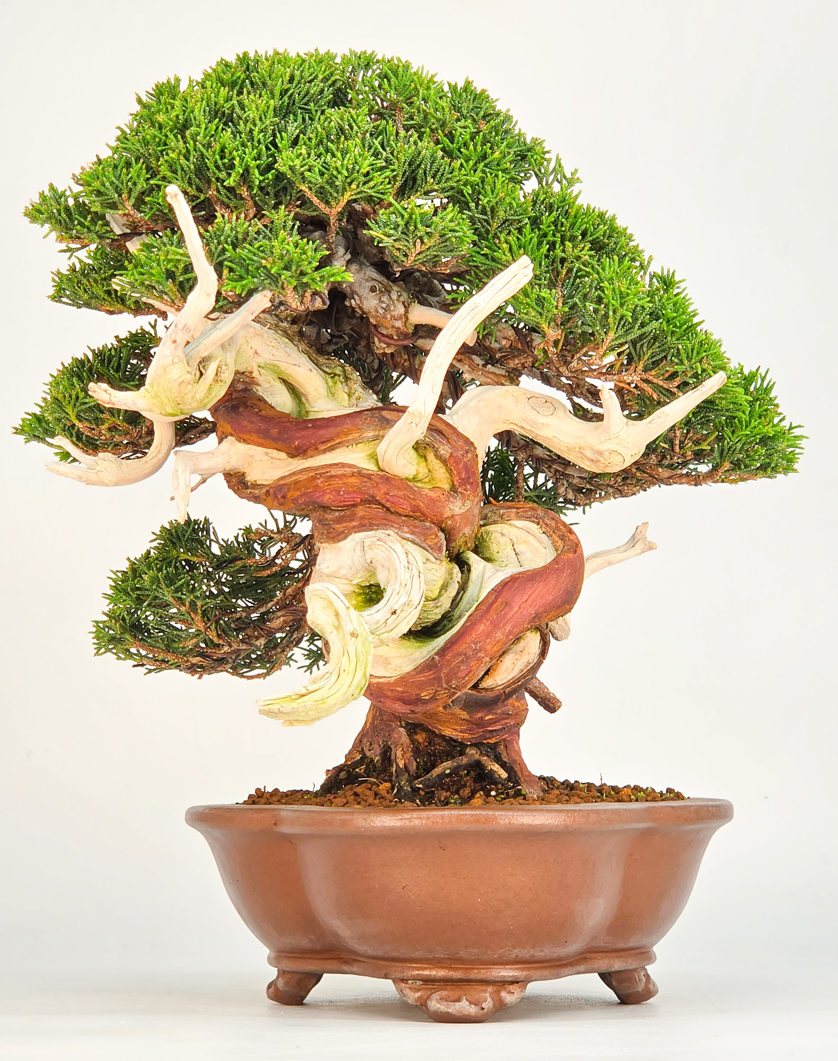Bonsai Premium Wacholder - Juniperus chinensis 23cm Video!!