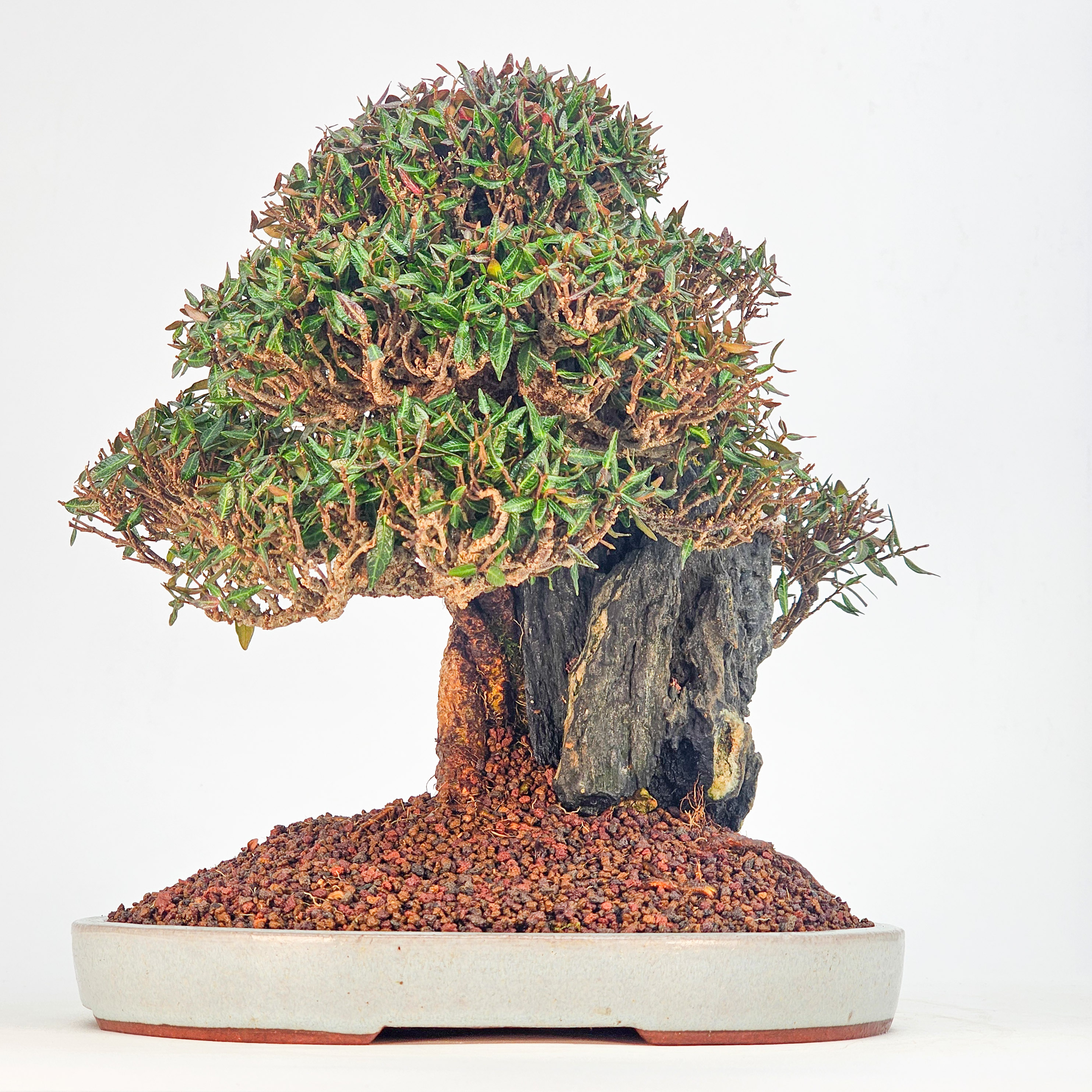 Bonsai Premium Sternjasmin - Trachelospermum asiaticum Ishizuki 24,5cm  