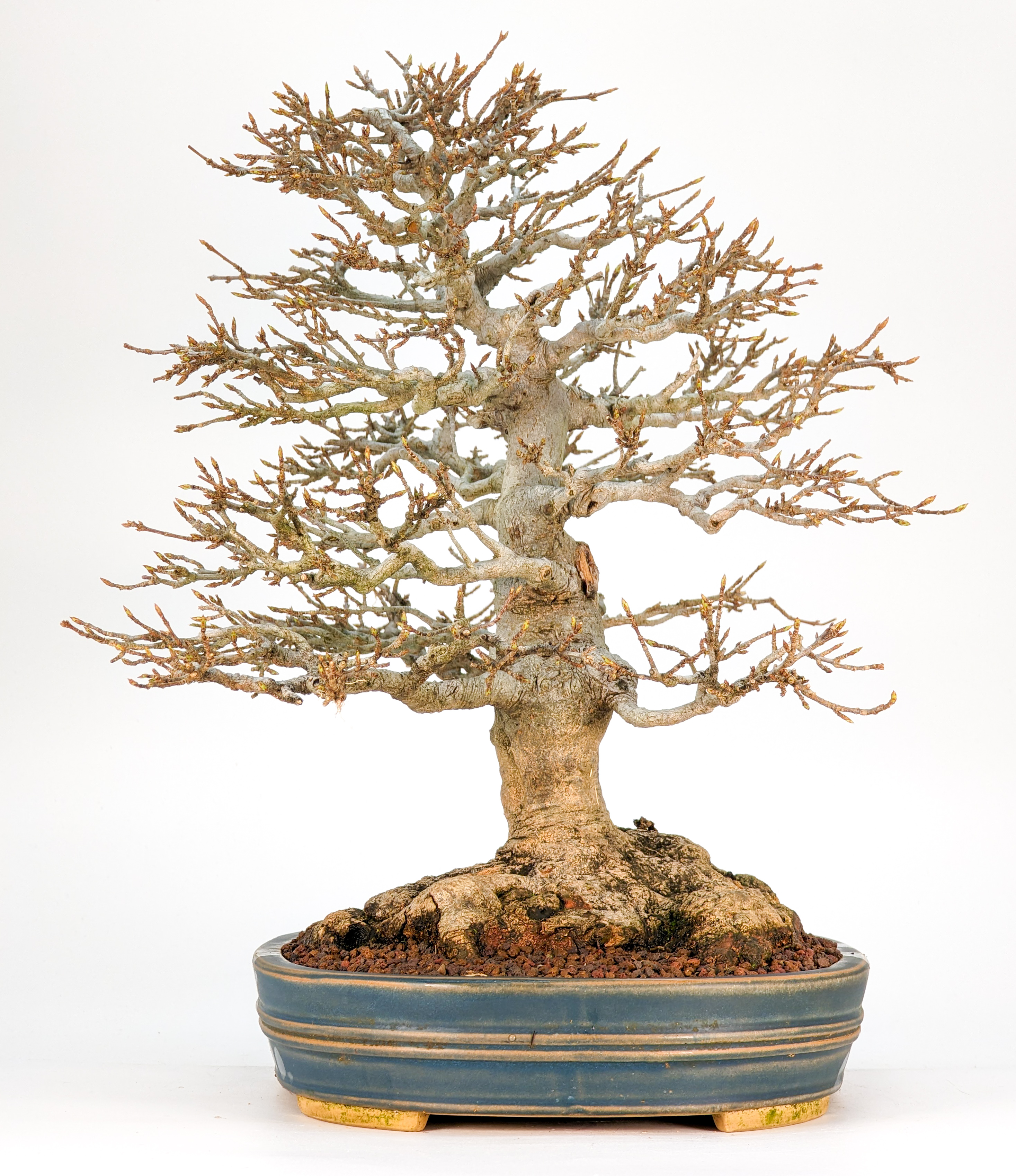 Bonsai Premium Dreispitzahorn - Acer buergerianum 27cm
