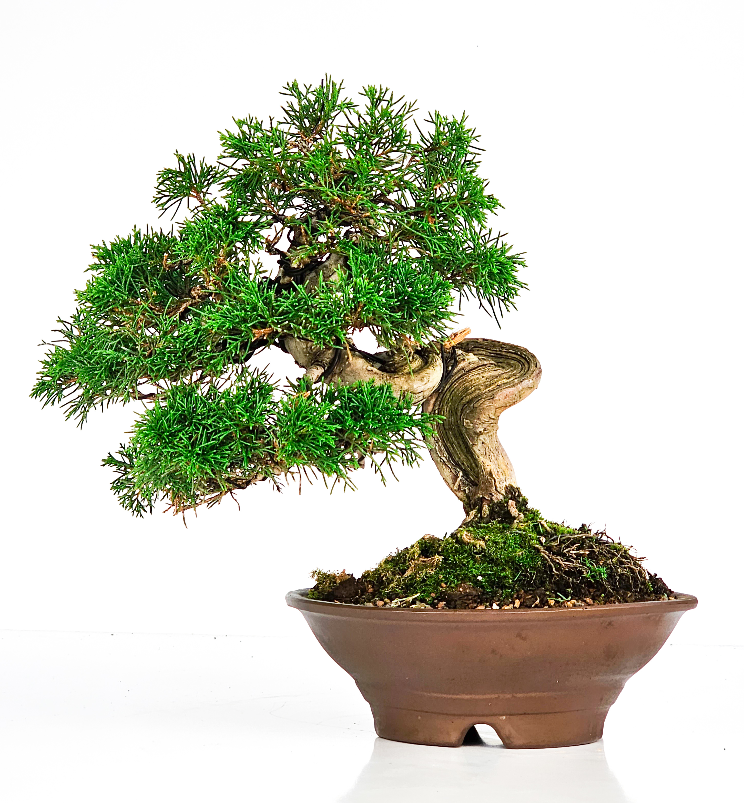 Bonsai Wacholder Juniperus chinensis 23cm